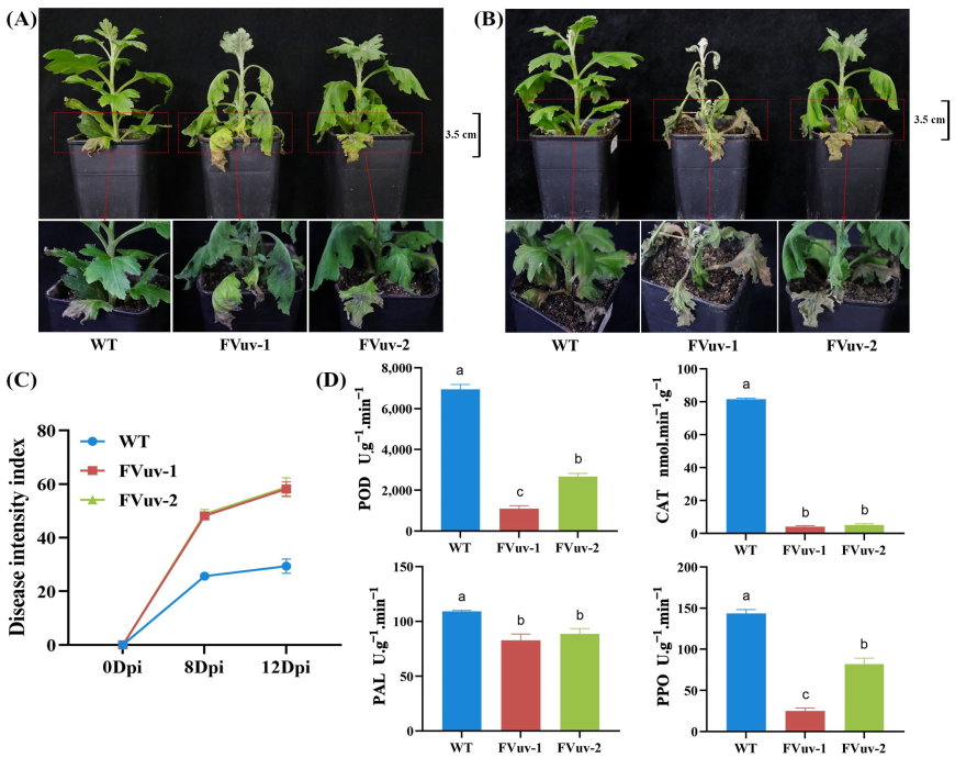 Ijms 24 03499 g005 Ijms 24 03499 g005