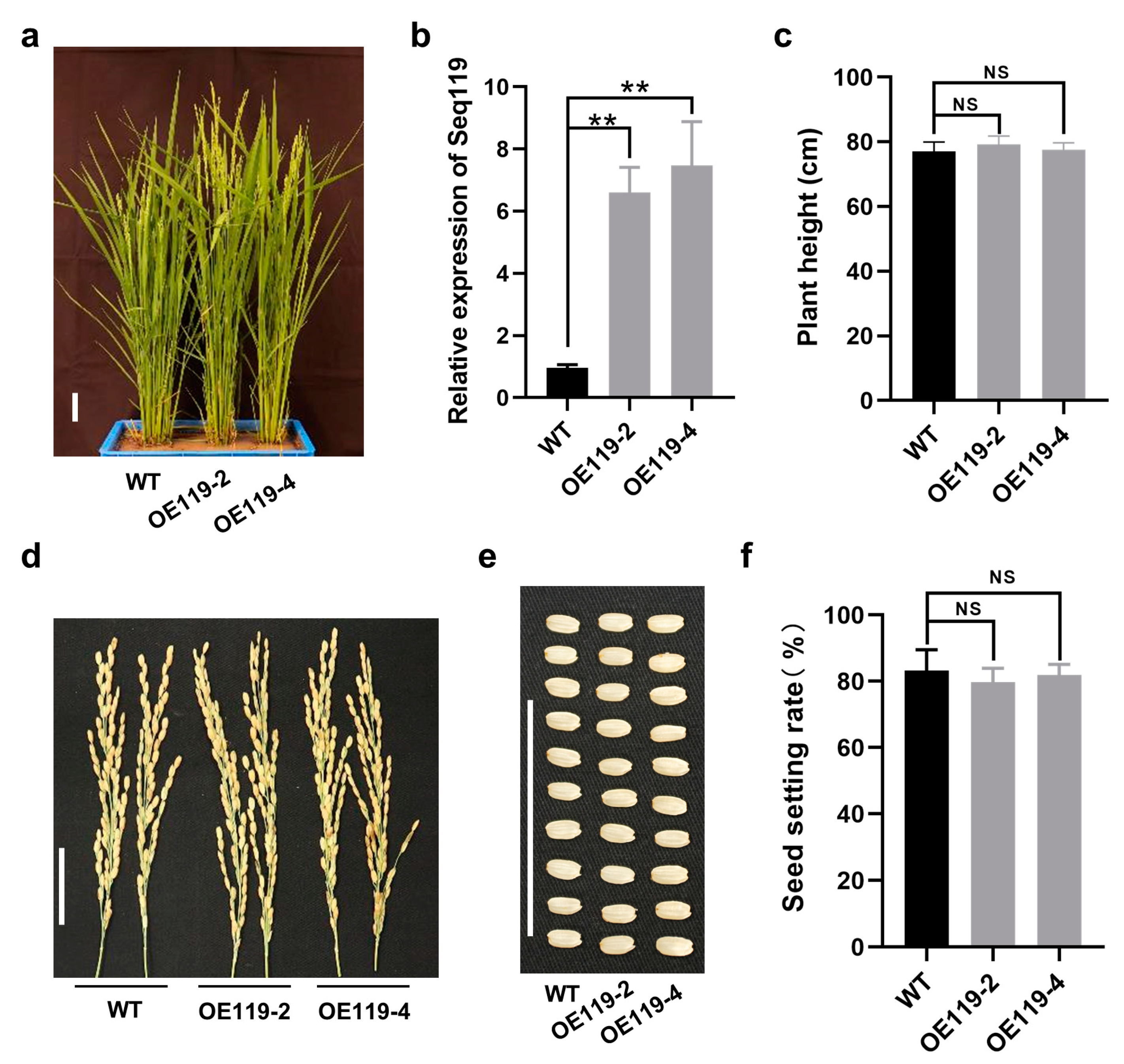 Ijms 24 03675 g002 Ijms 24 03675 g002
