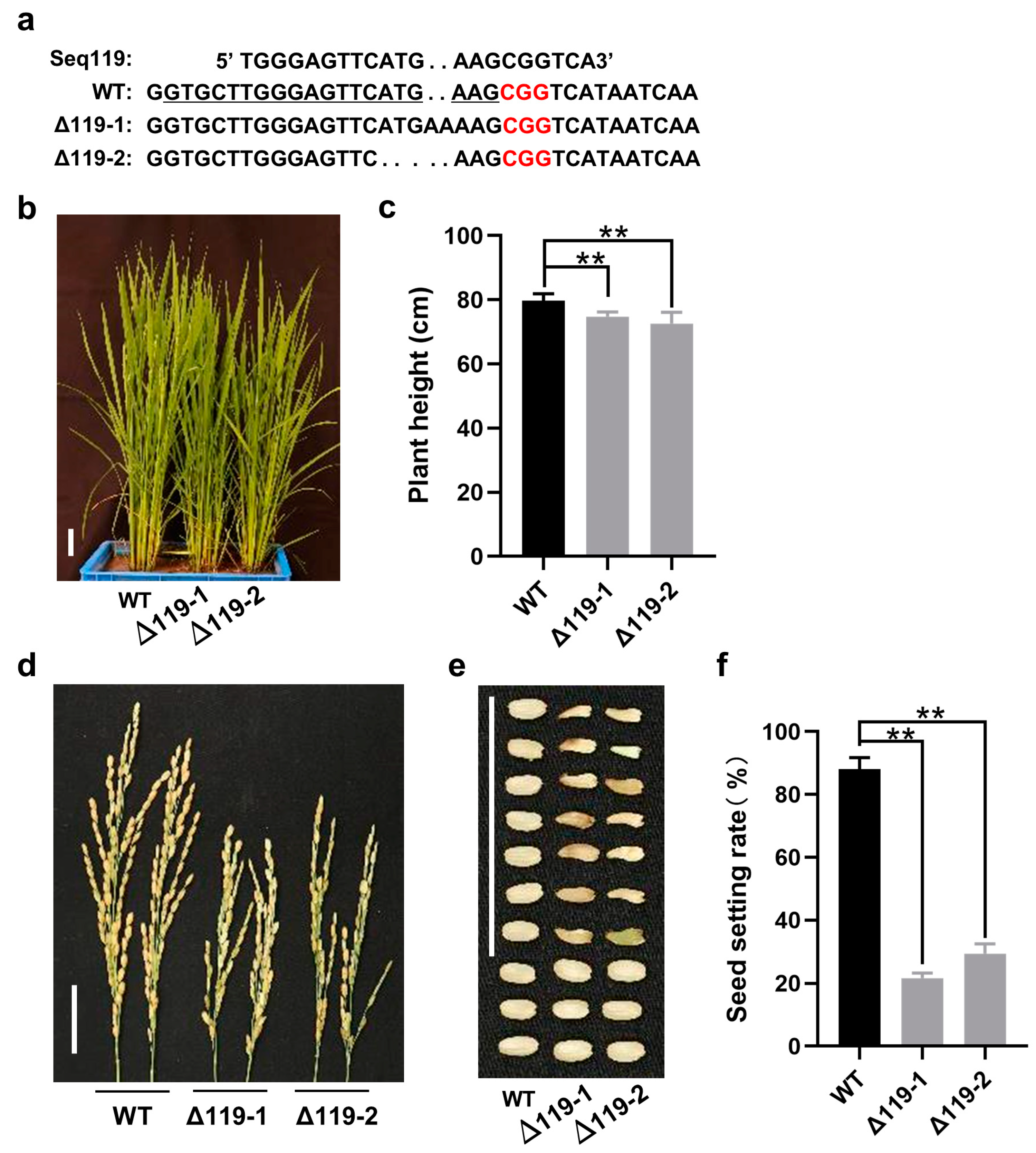 Ijms 24 03675 g004 Ijms 24 03675 g004