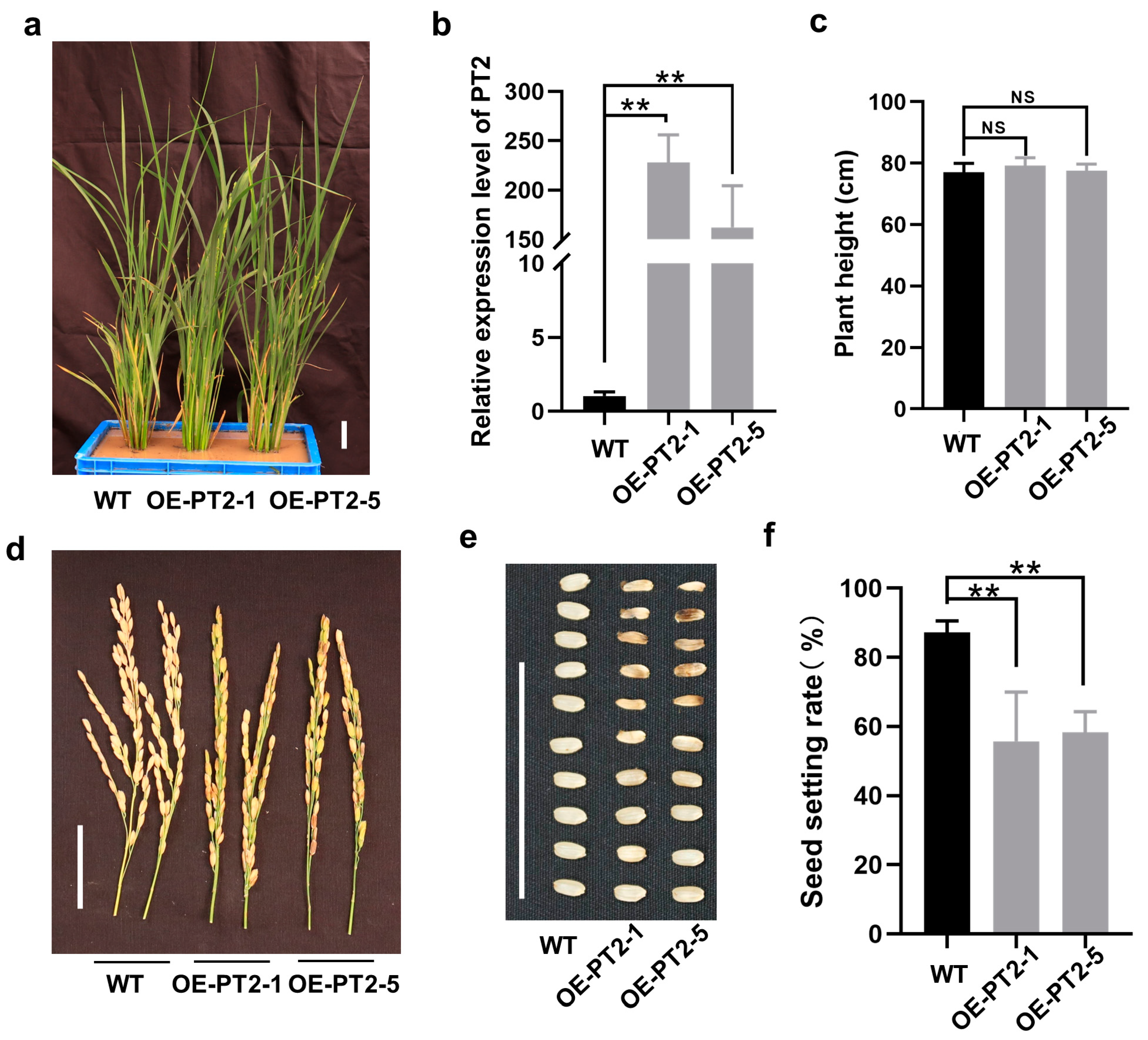 Ijms 24 03675 g006 Ijms 24 03675 g006