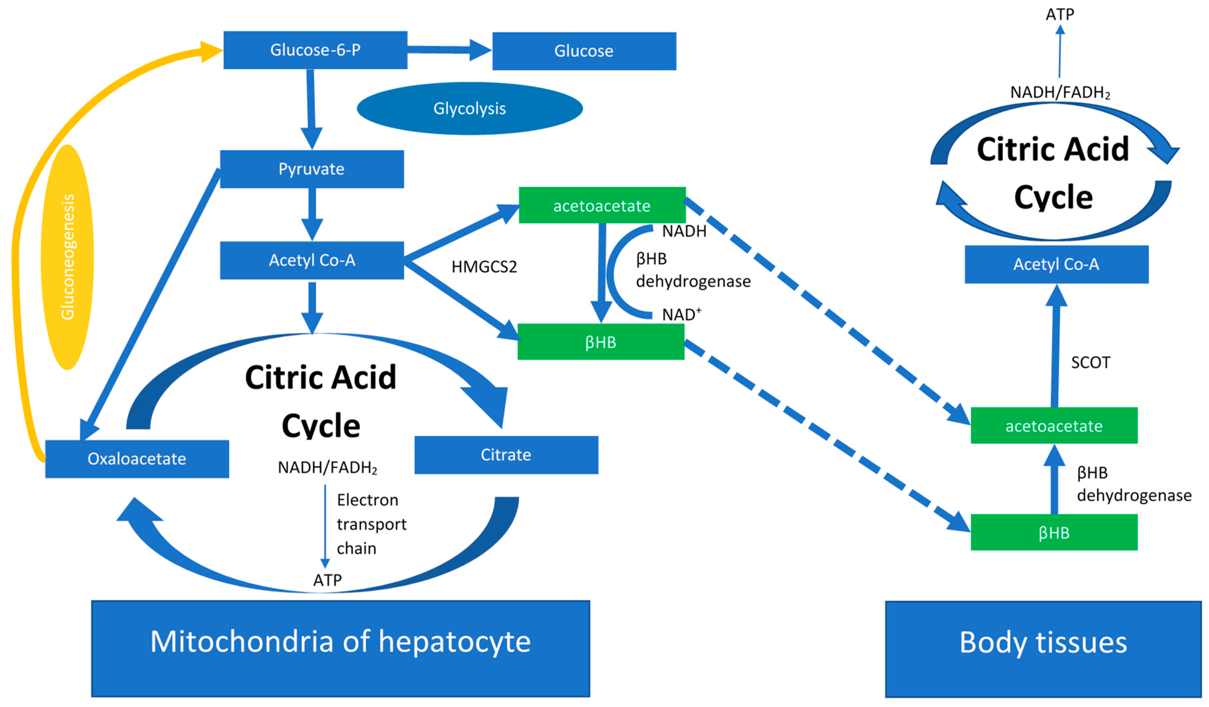 Ijms 24 03683 g001 Ijms 24 03683 g001