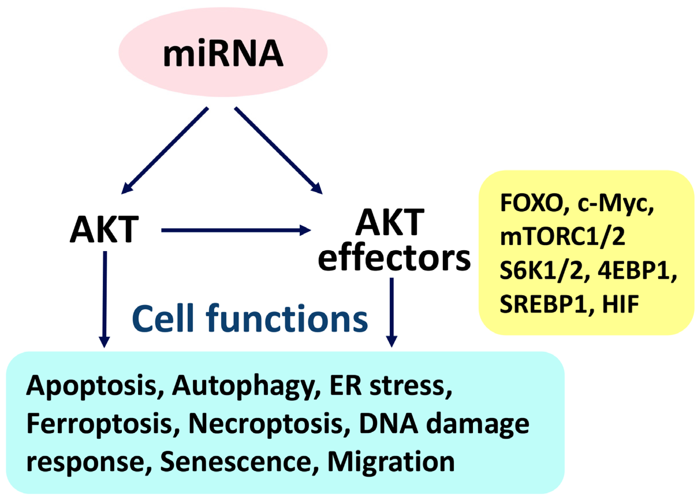 Ijms 24 03688 g001 Ijms 24 03688 g001