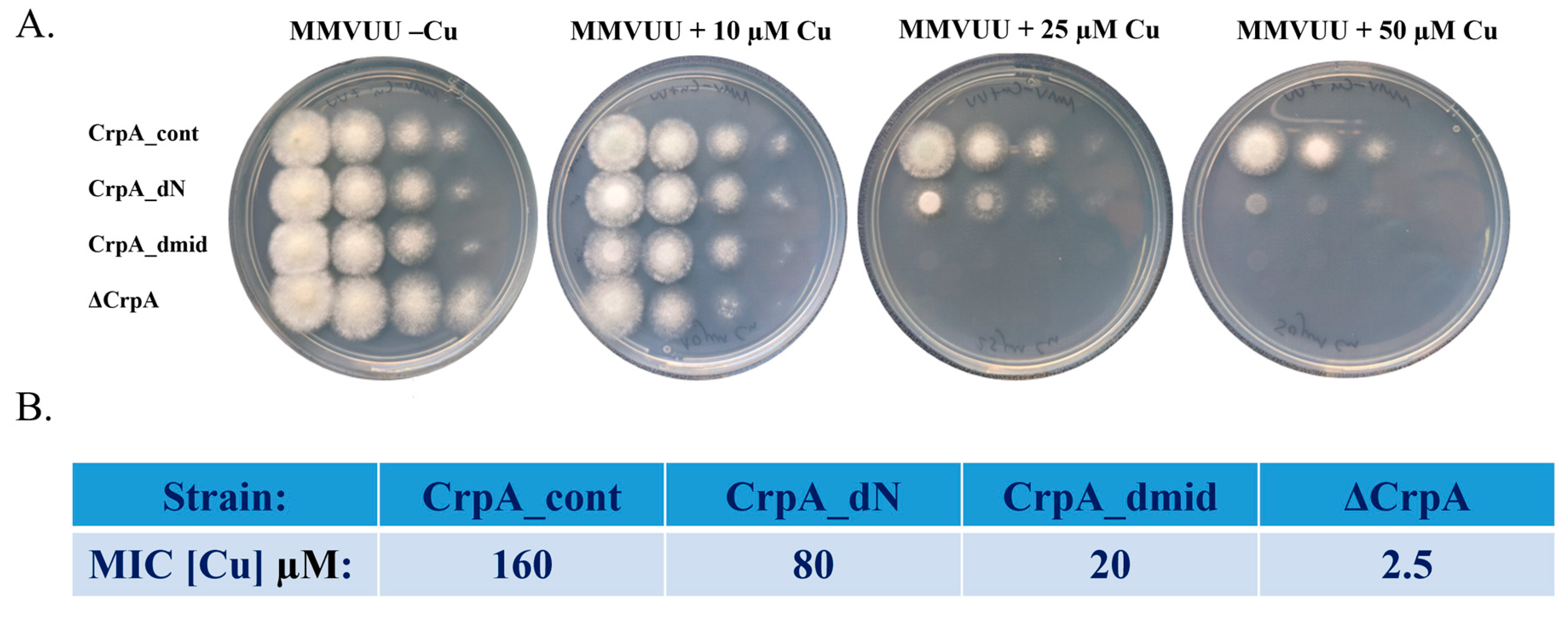 Ijms 24 03705 g002 Ijms 24 03705 g002