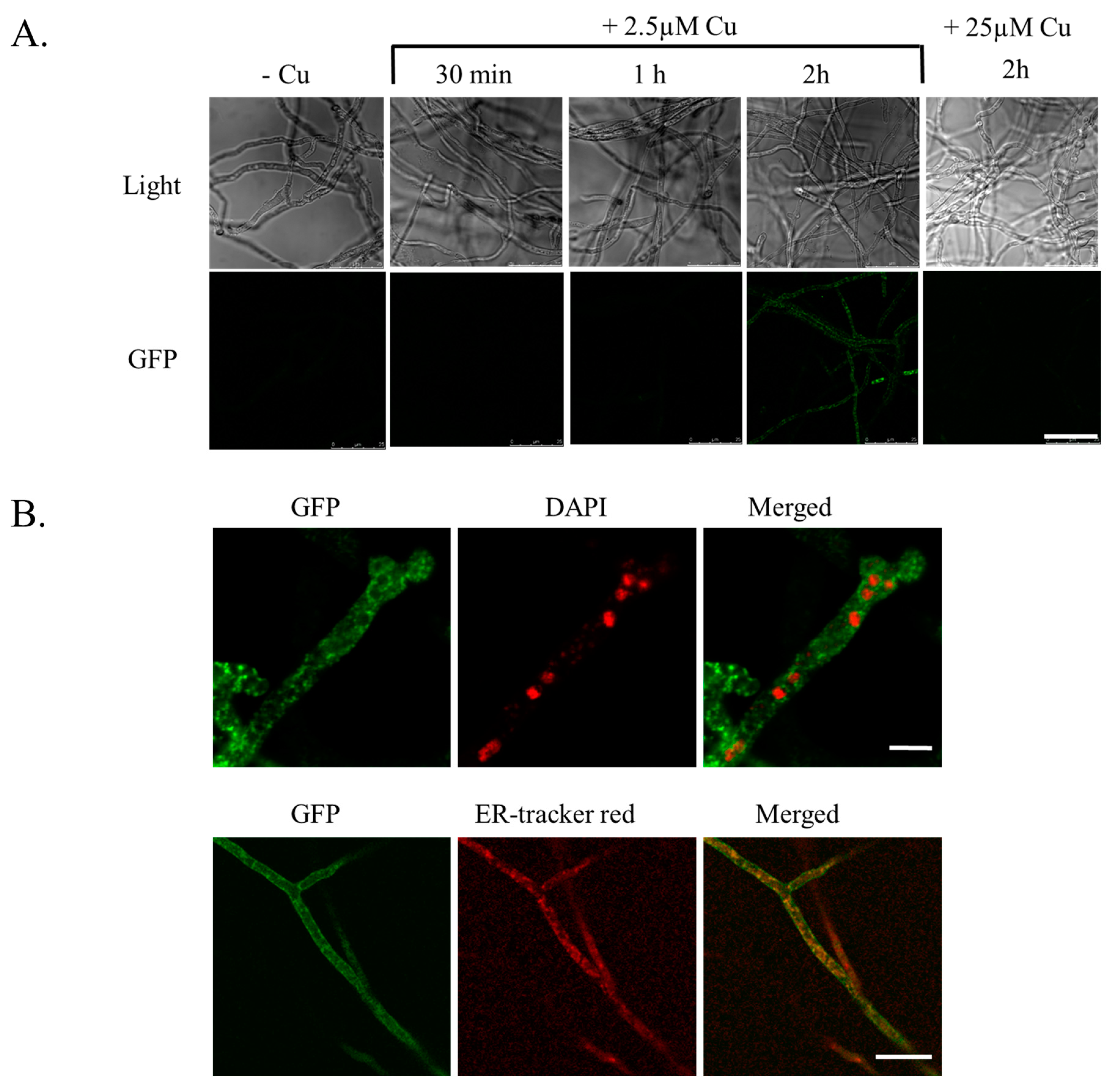 Ijms 24 03705 g003 Ijms 24 03705 g003