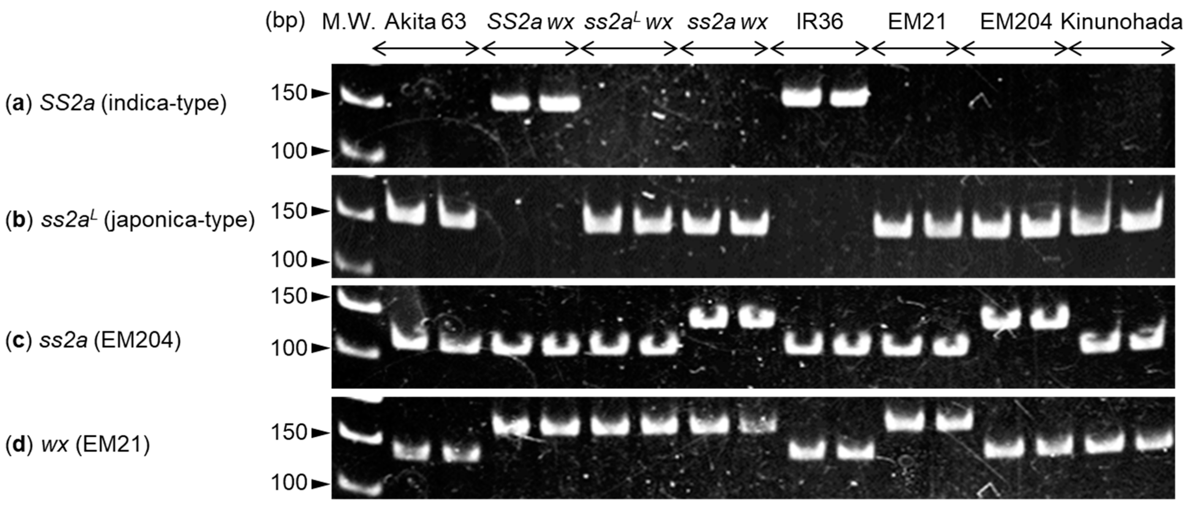 Ijms 24 03726 g001 Ijms 24 03726 g001