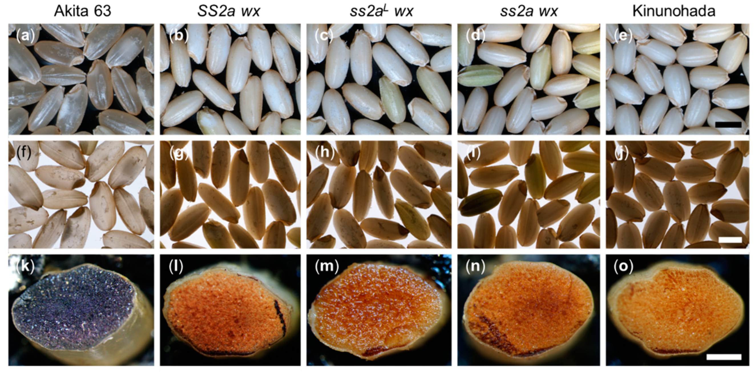 Ijms 24 03726 g004 Ijms 24 03726 g004