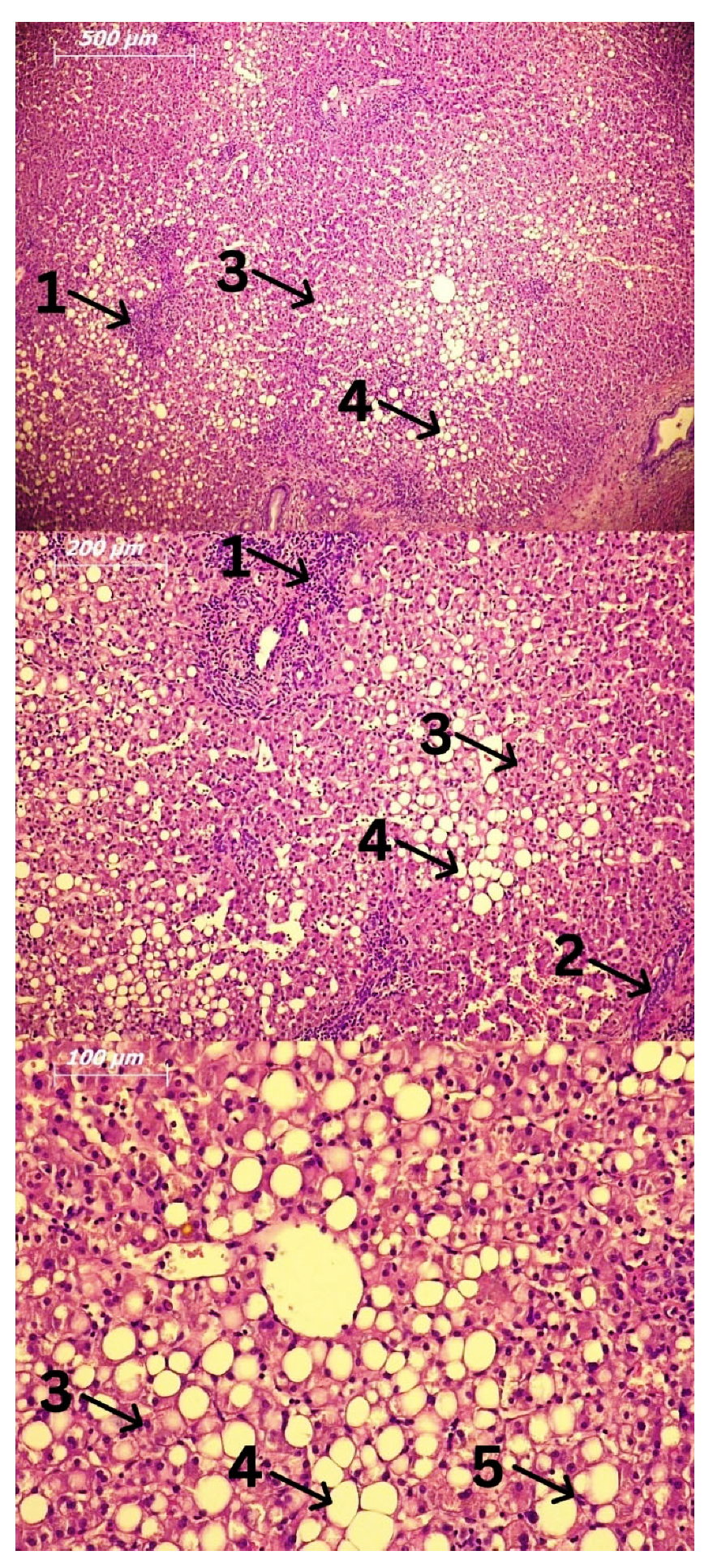 Ijms 24 03735 g002 Ijms 24 03735 g002