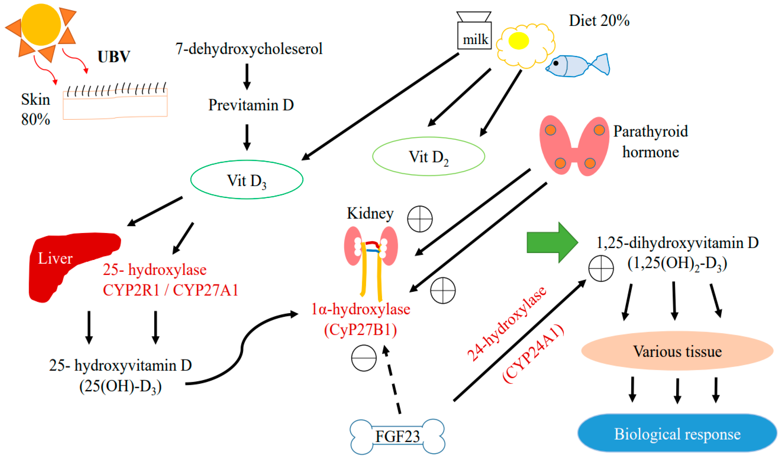 Ijms 24 03751 g001 Ijms 24 03751 g001