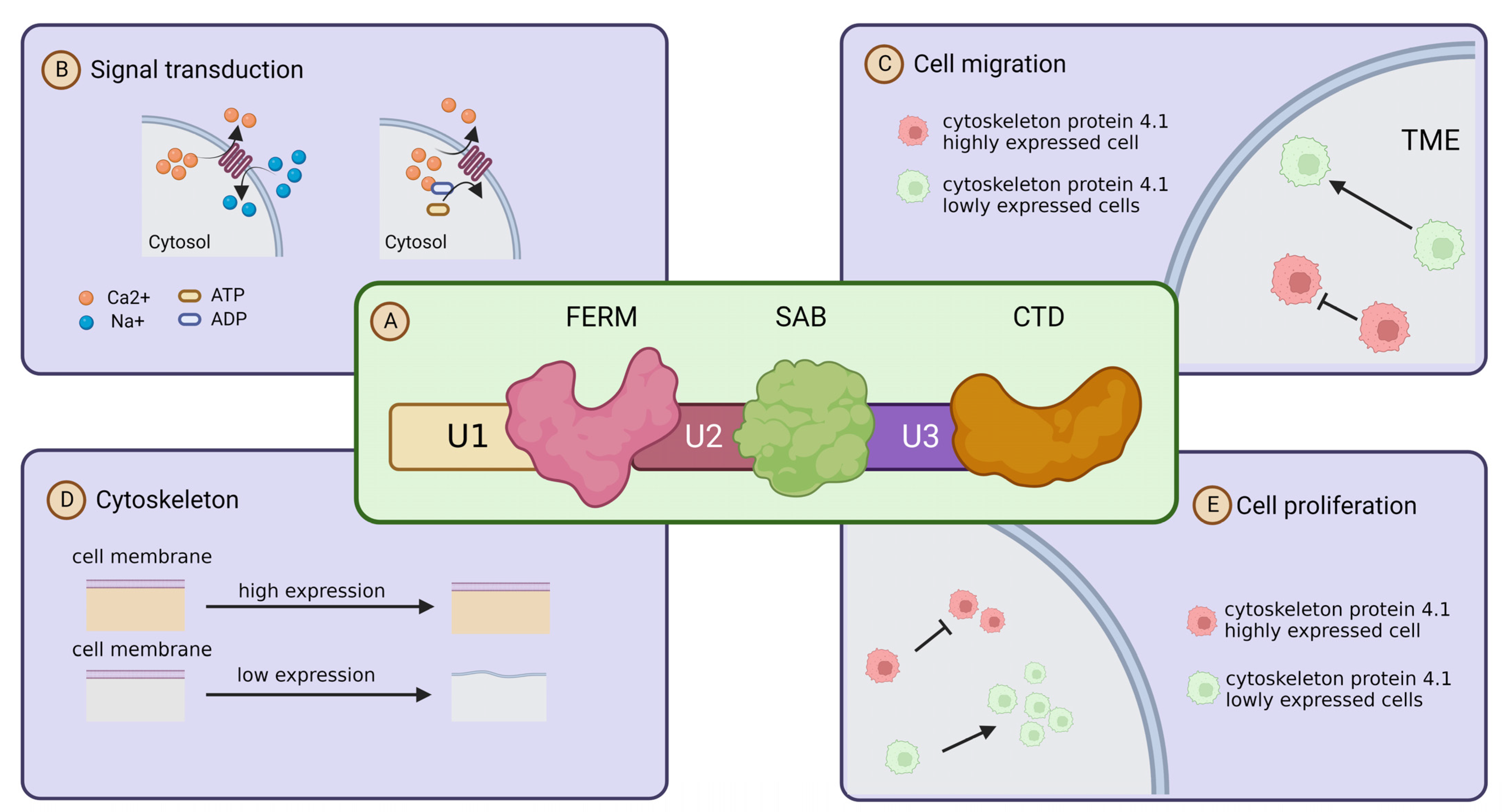 Ijms 24 03777 g002 Ijms 24 03777 g002