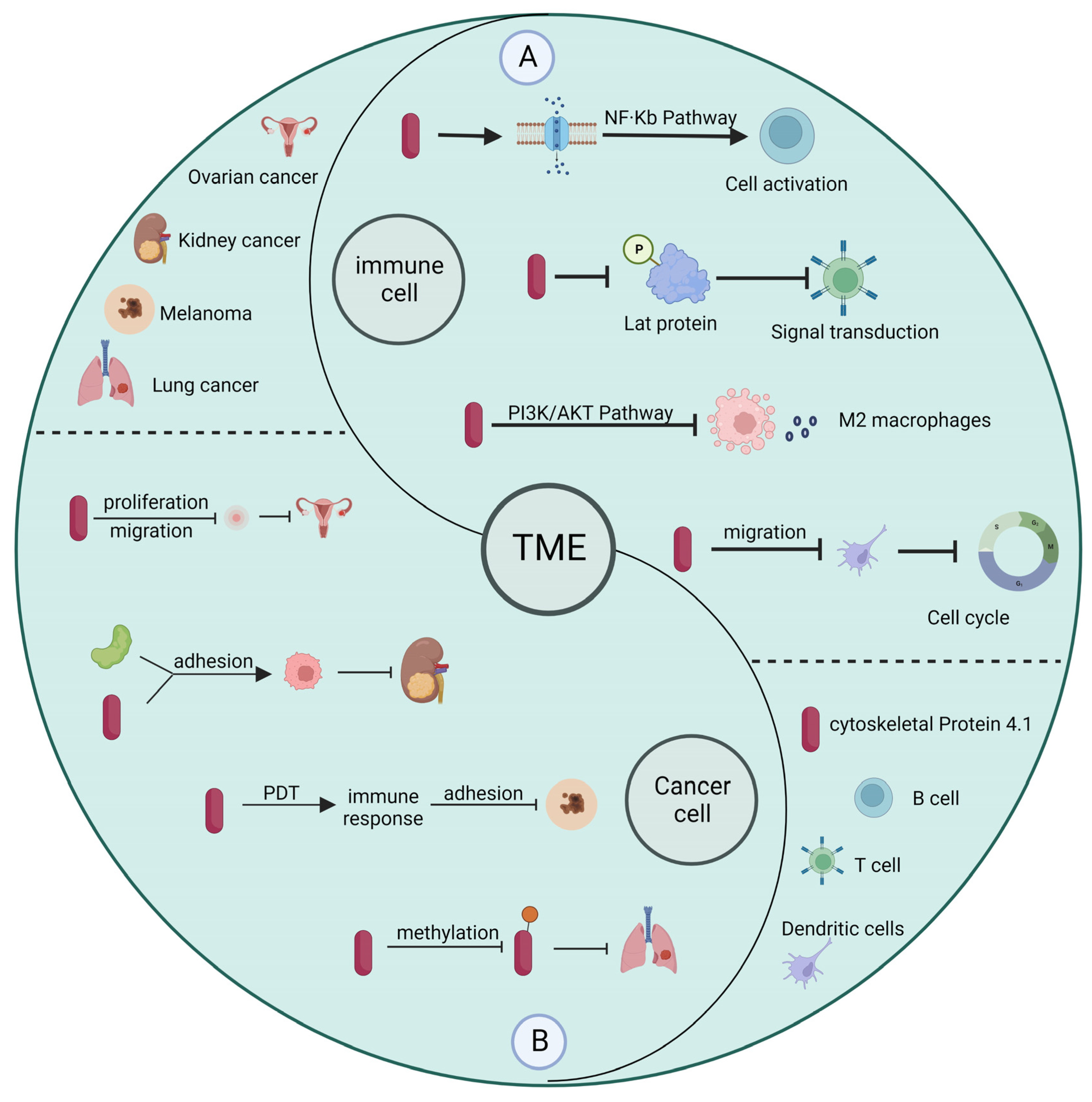 Ijms 24 03777 g003 Ijms 24 03777 g003