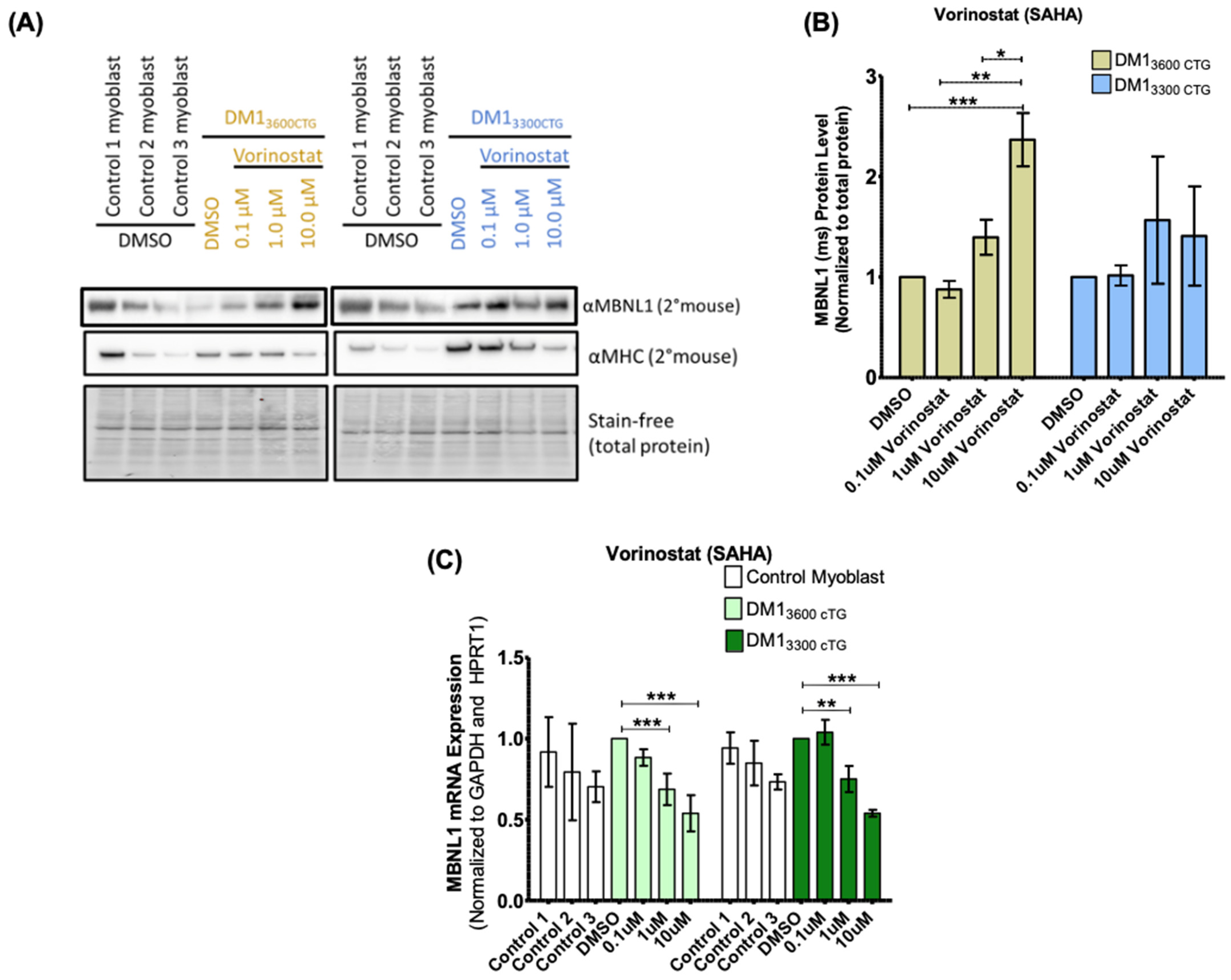 Ijms 24 03794 g004 Ijms 24 03794 g004