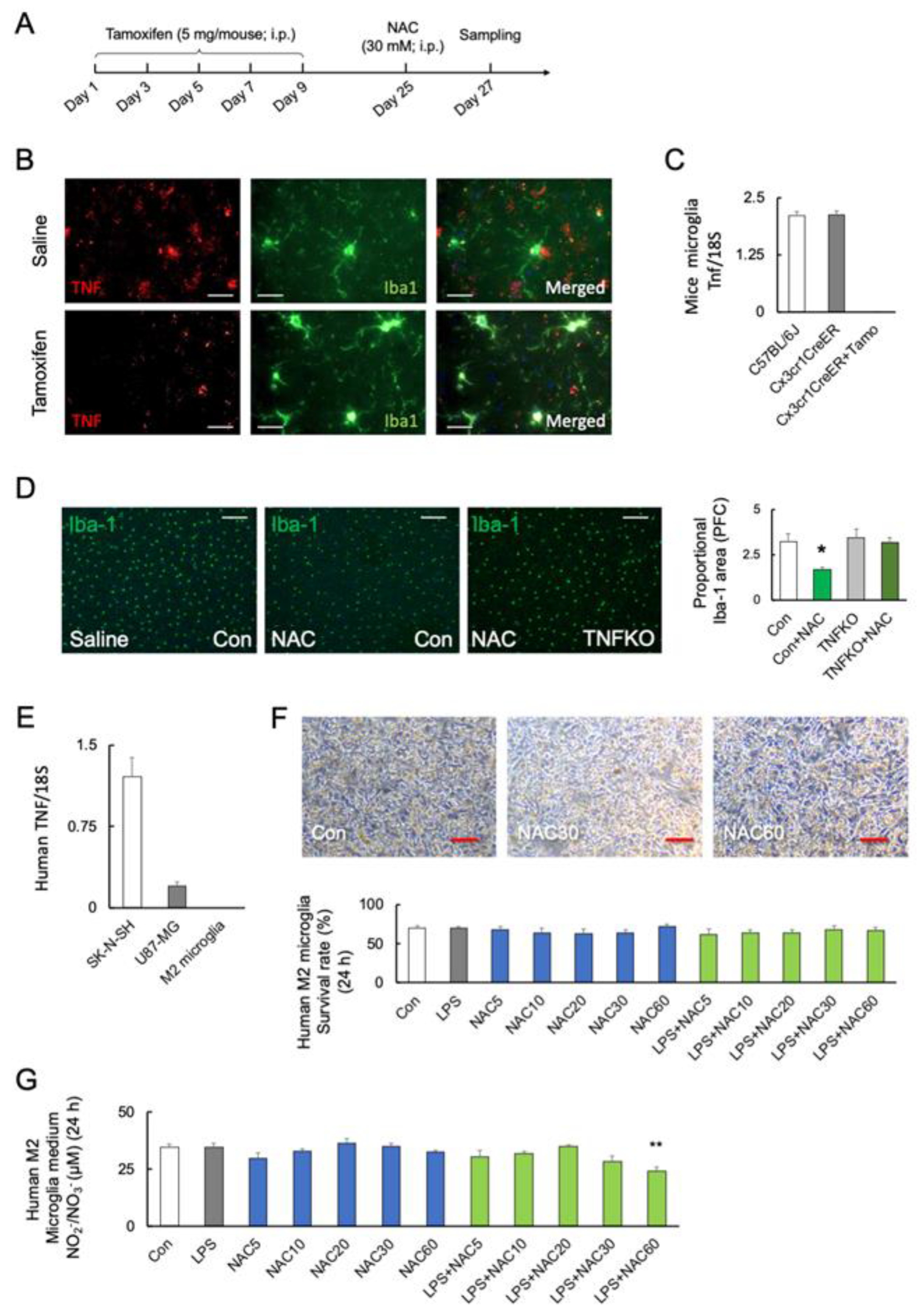 Ijms 24 03798 g004 Ijms 24 03798 g004
