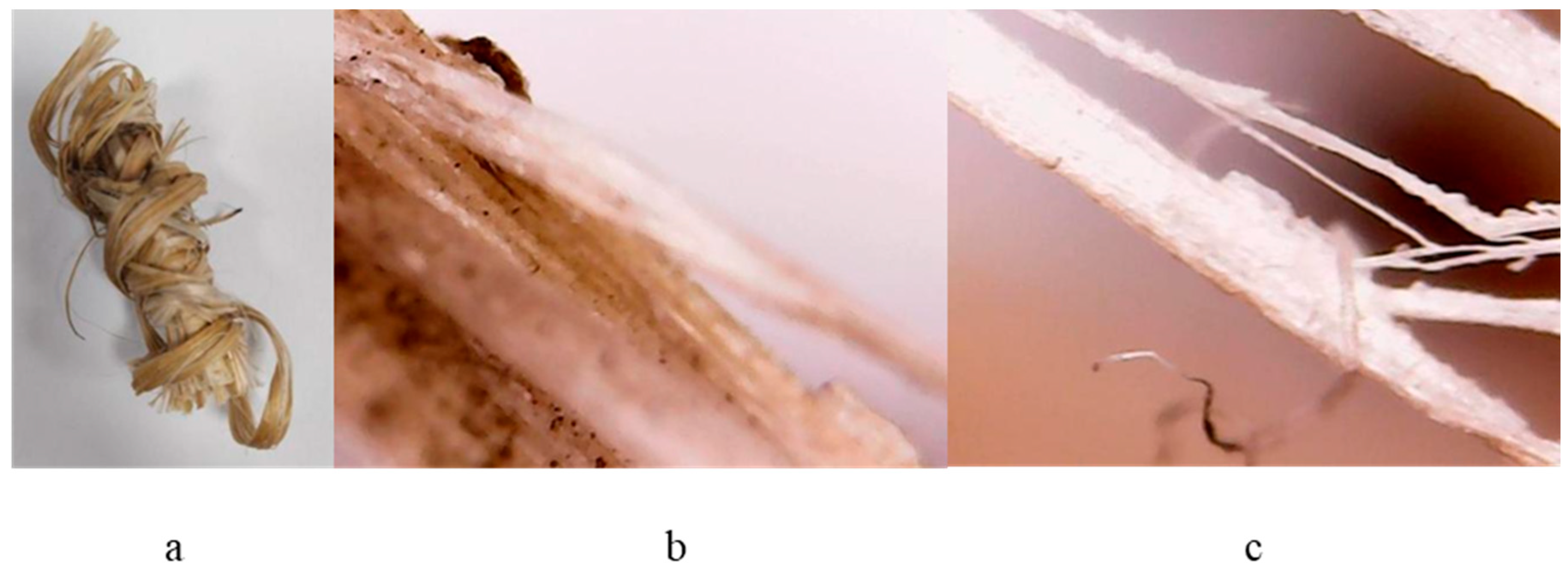 Ijms 24 03892 g010 Ijms 24 03892 g010