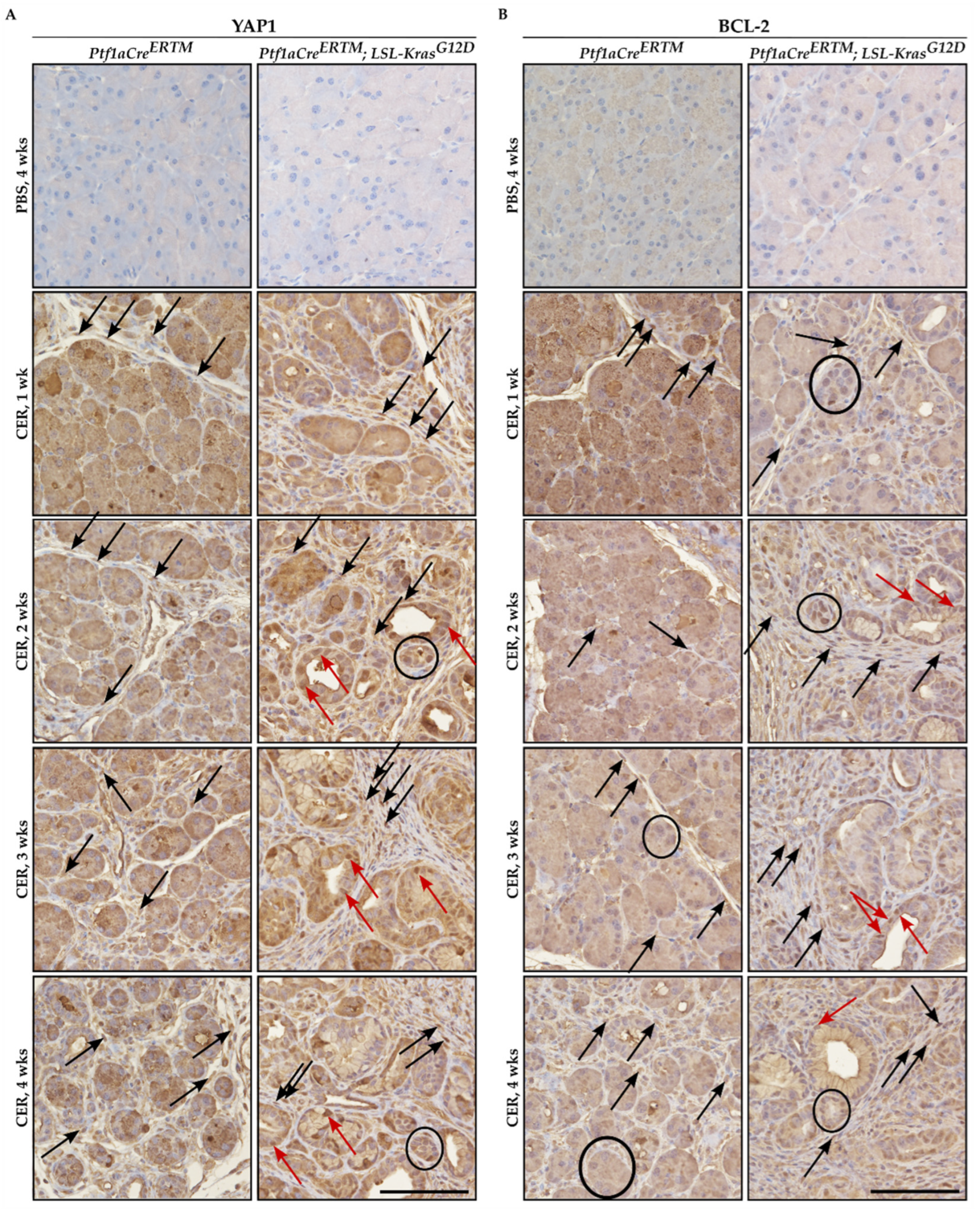 Ijms 24 03954 g001 Ijms 24 03954 g001