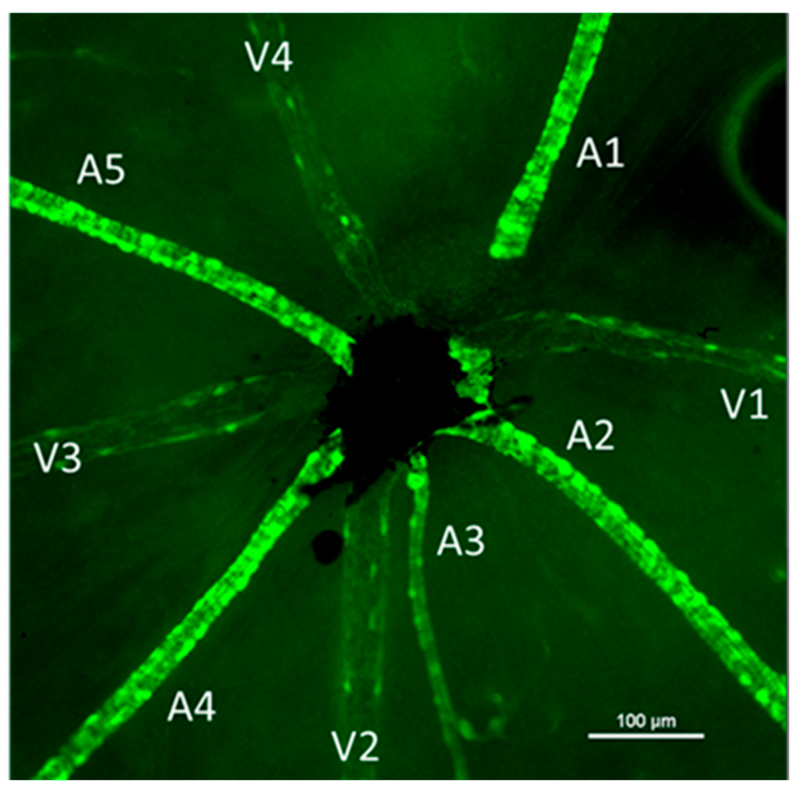 Ijms 24 03967 g005 Ijms 24 03967 g005