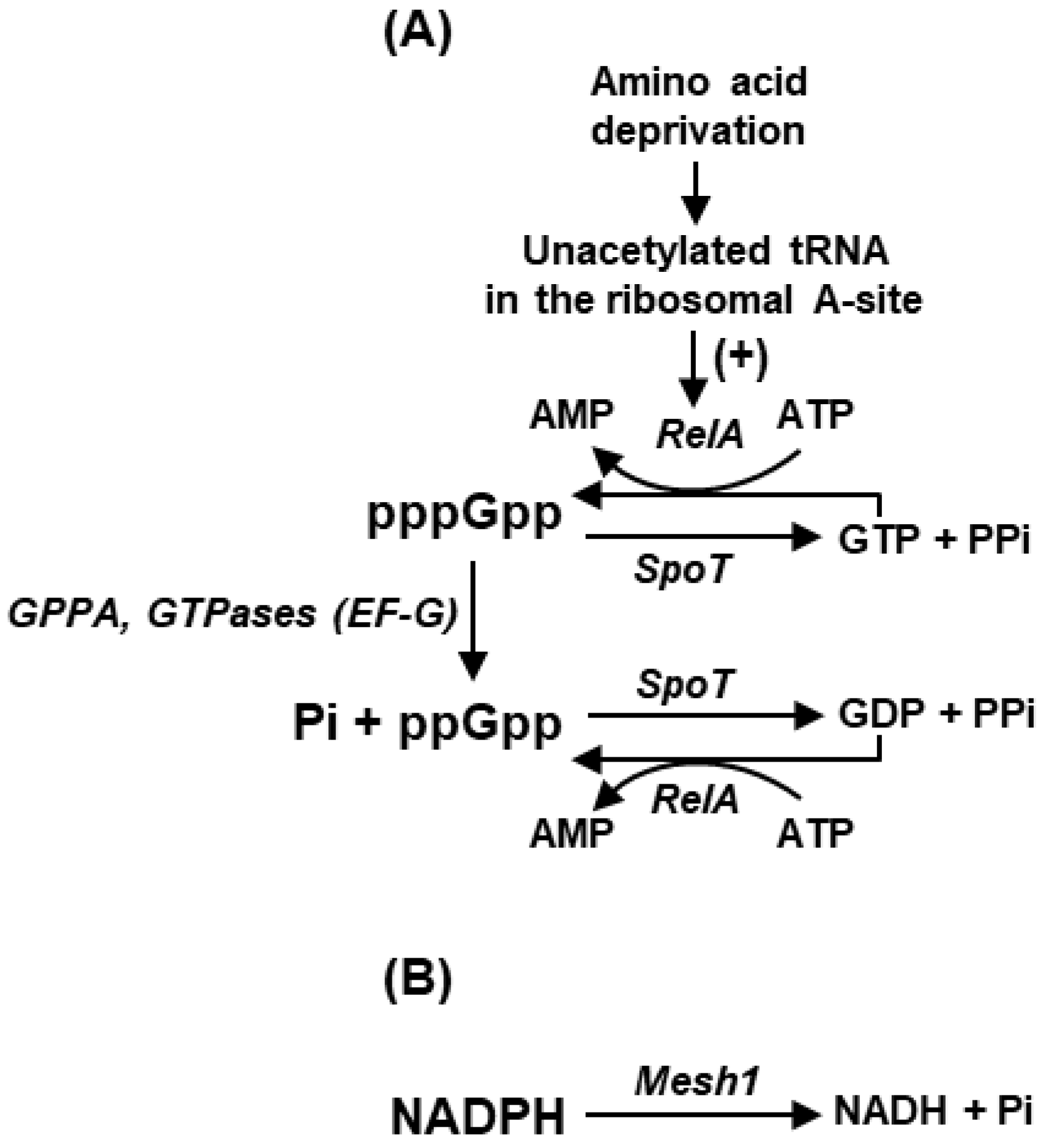 Ijms 24 03999 g001 Ijms 24 03999 g001