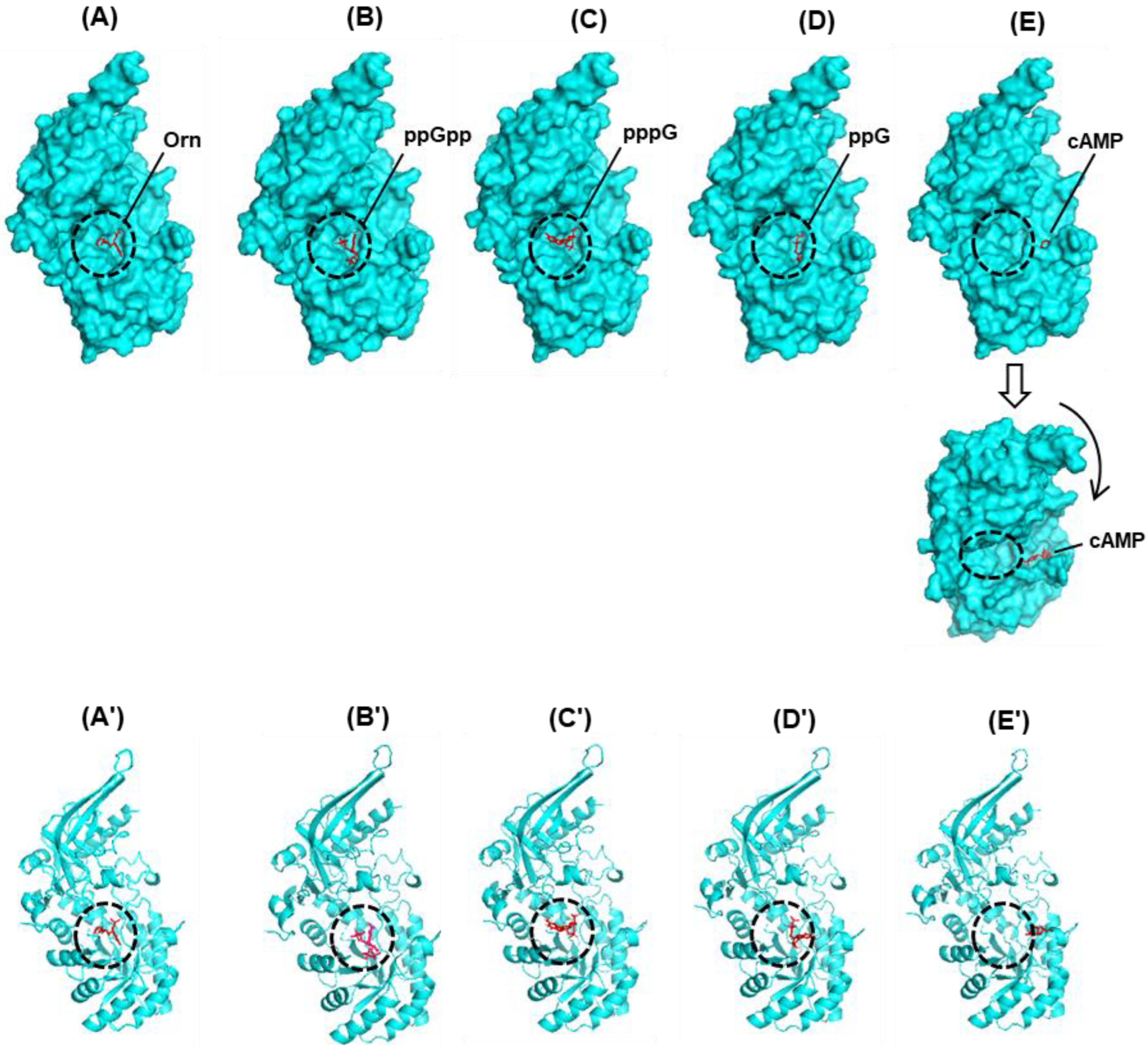 Ijms 24 03999 g005 Ijms 24 03999 g005