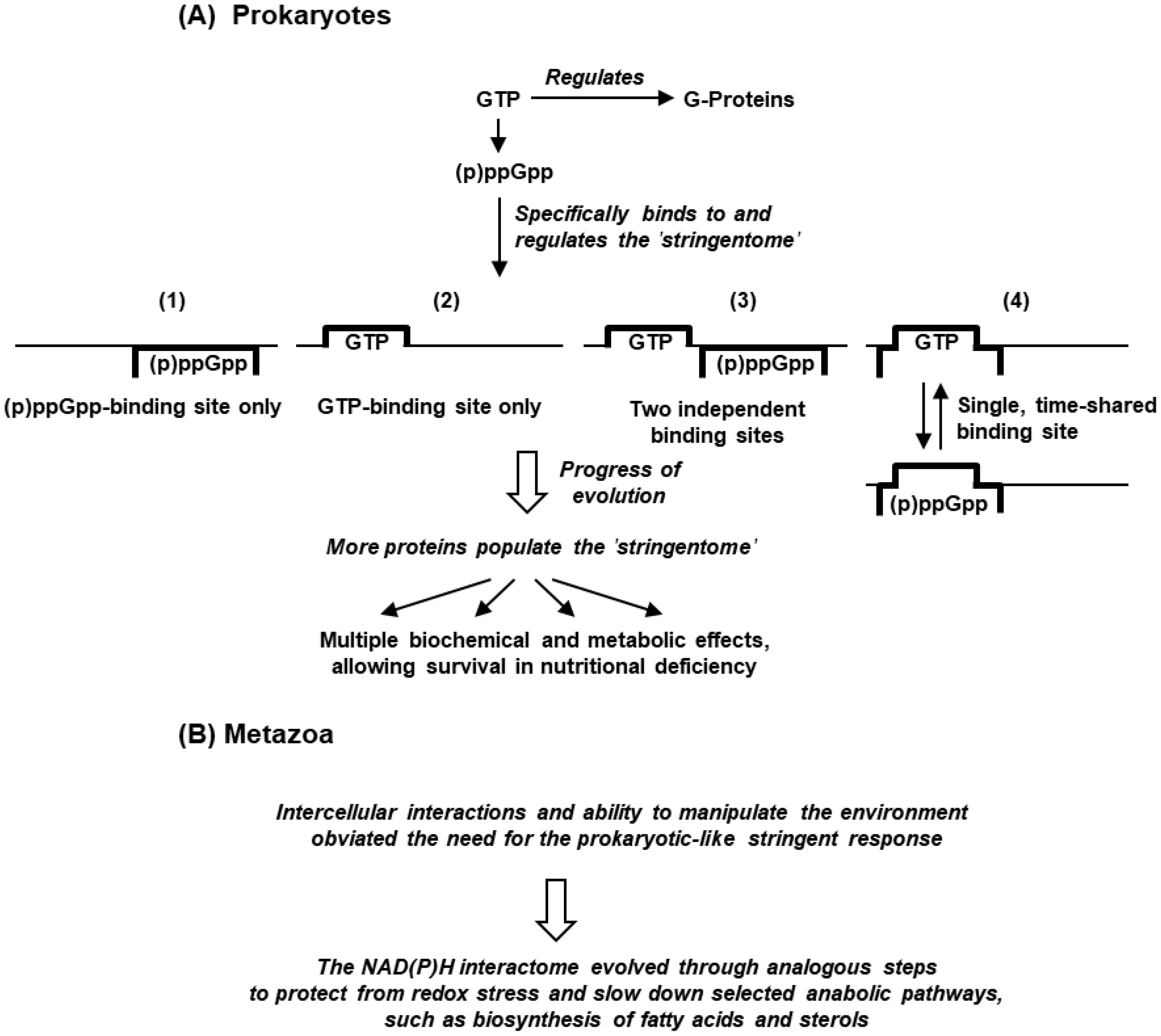 Ijms 24 03999 g008 Ijms 24 03999 g008