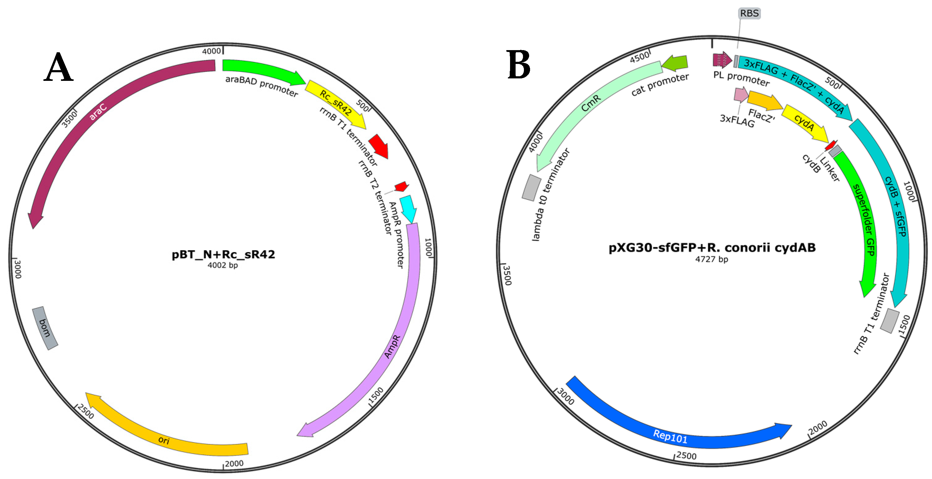 Ijms 24 04008 g003 Ijms 24 04008 g003