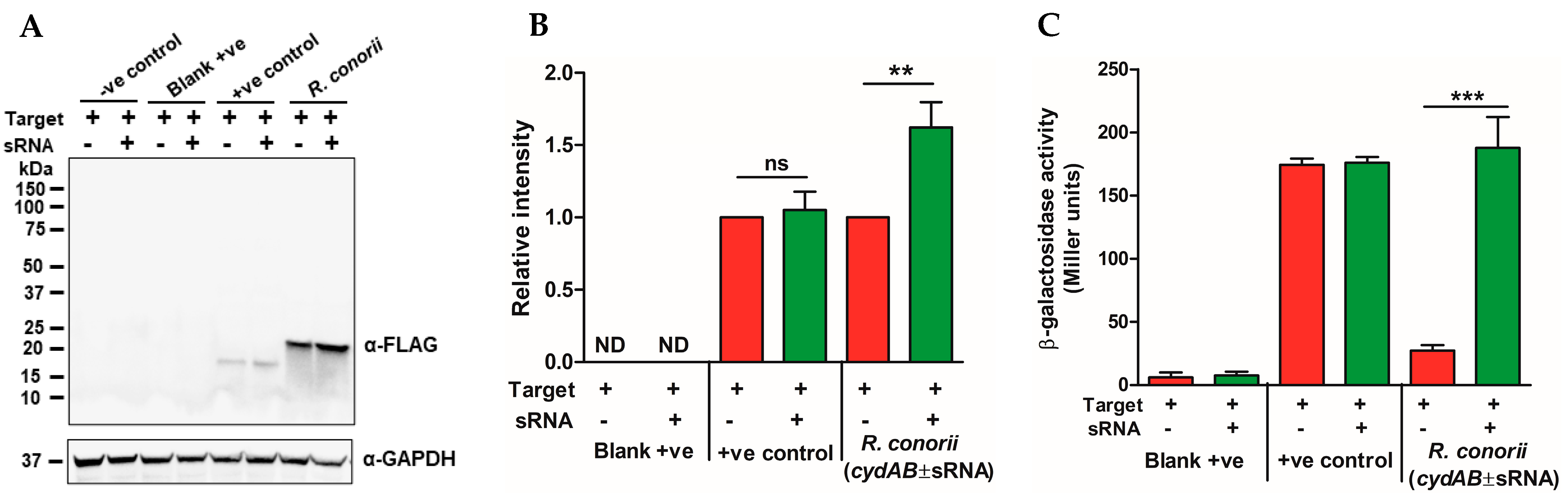 Ijms 24 04008 g004 Ijms 24 04008 g004
