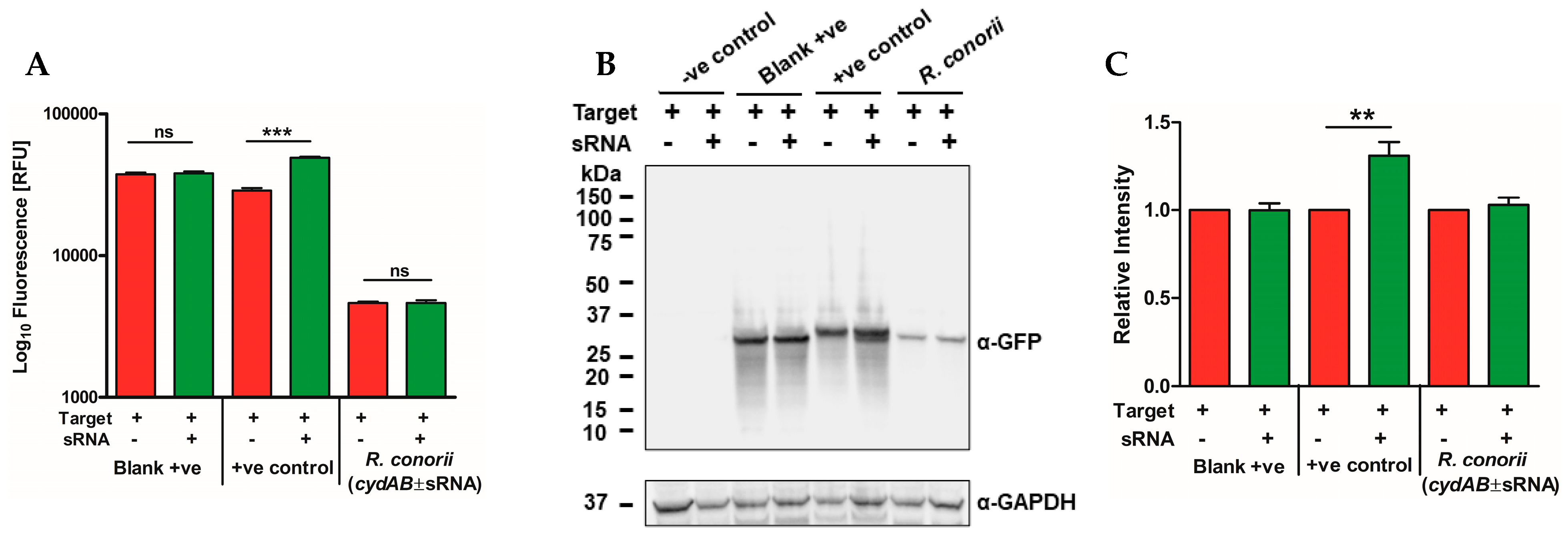 Ijms 24 04008 g005 Ijms 24 04008 g005