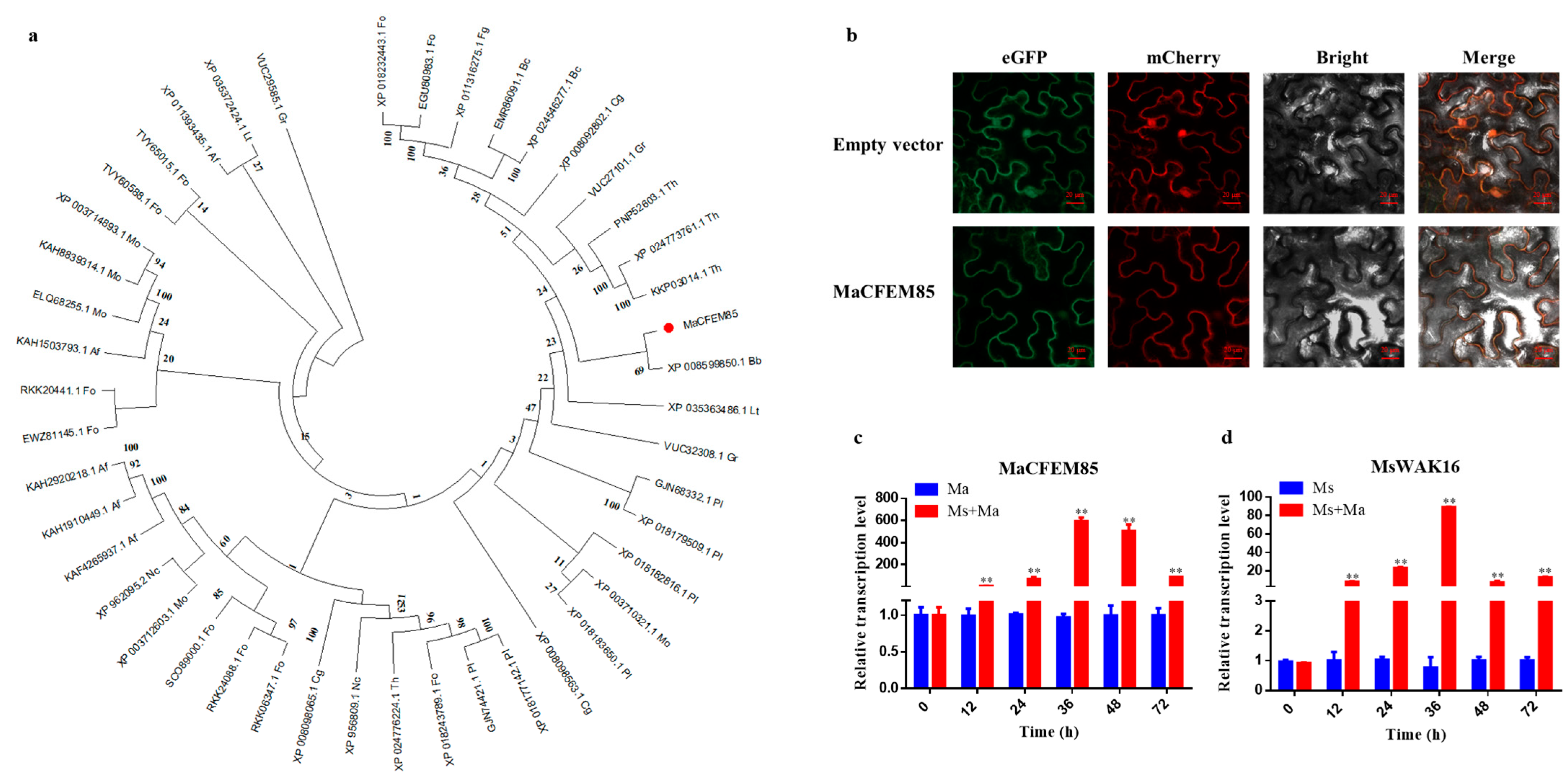 Ijms 24 04037 g001 Ijms 24 04037 g001