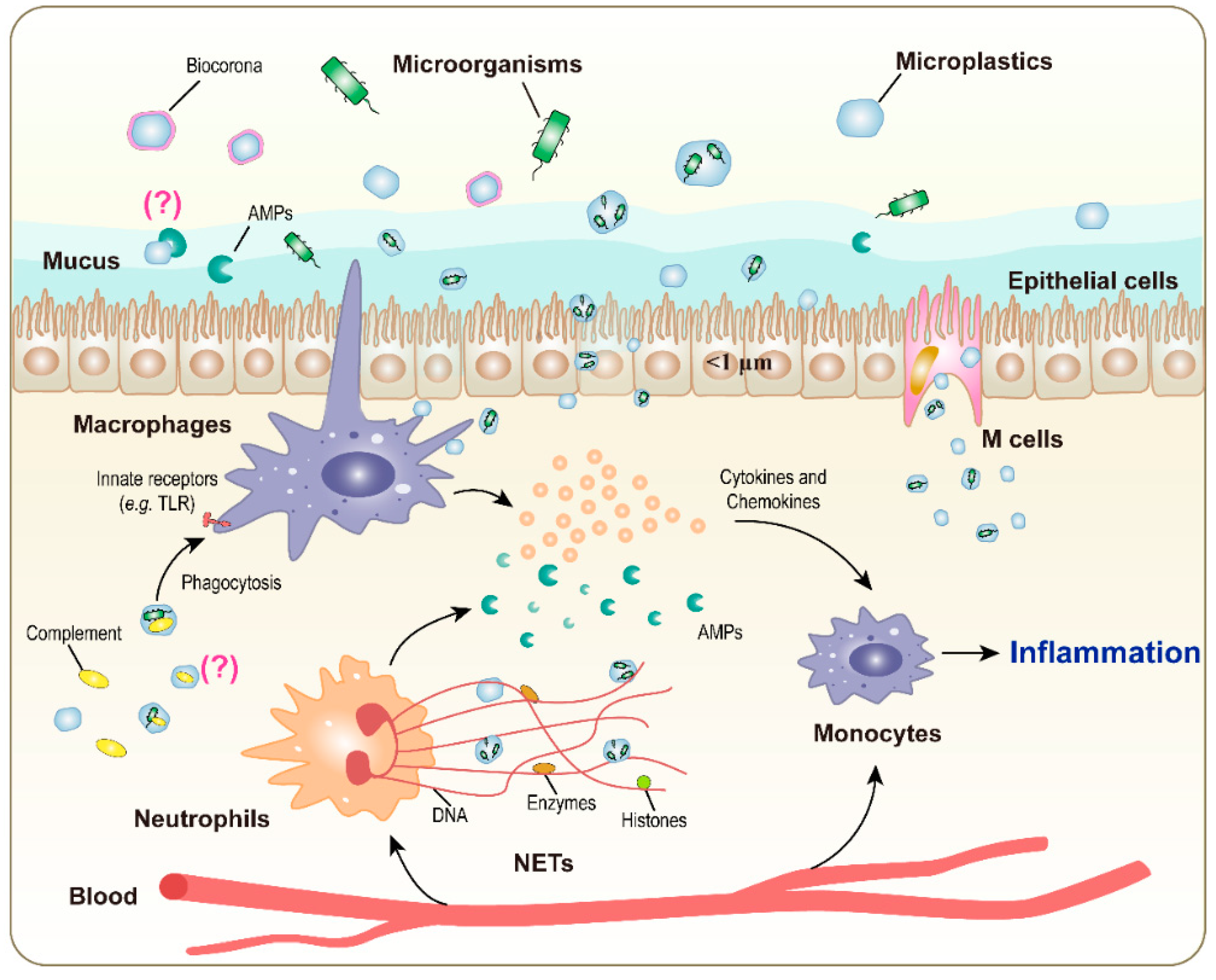 Ijms 24 04065 g002 Ijms 24 04065 g002