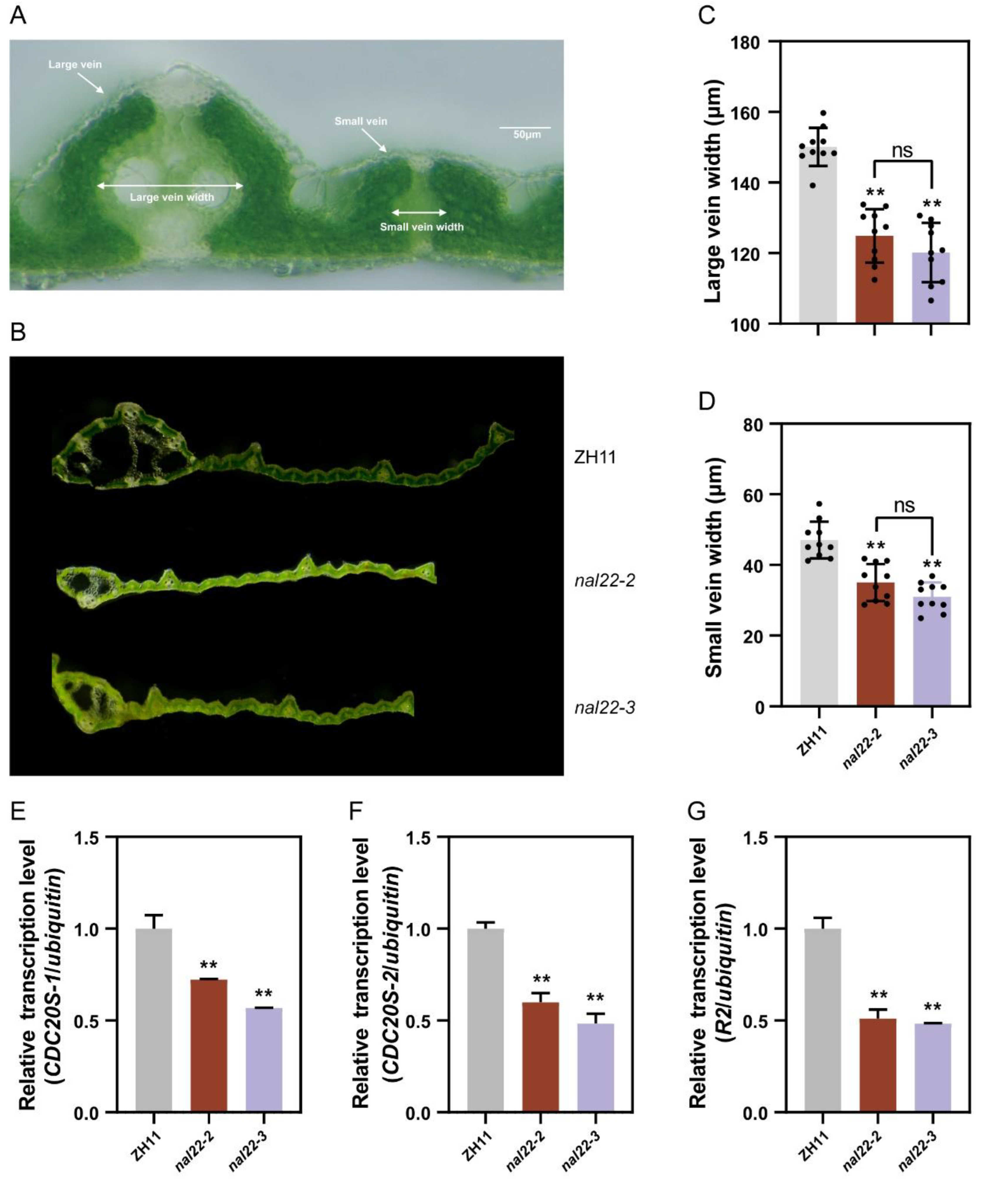 Ijms 24 04073 g006 Ijms 24 04073 g006