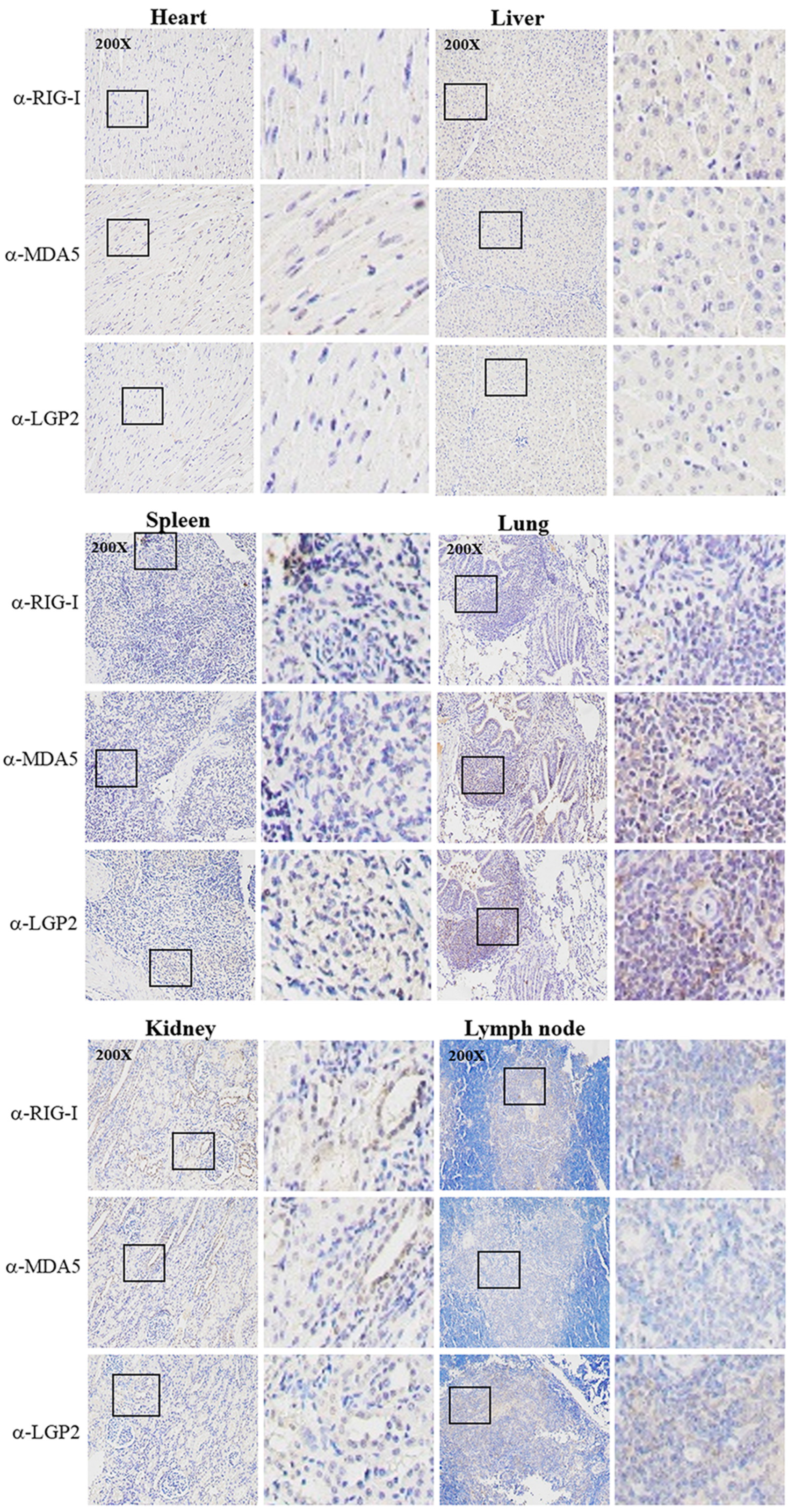 Ijms 24 04118 g007 Ijms 24 04118 g007