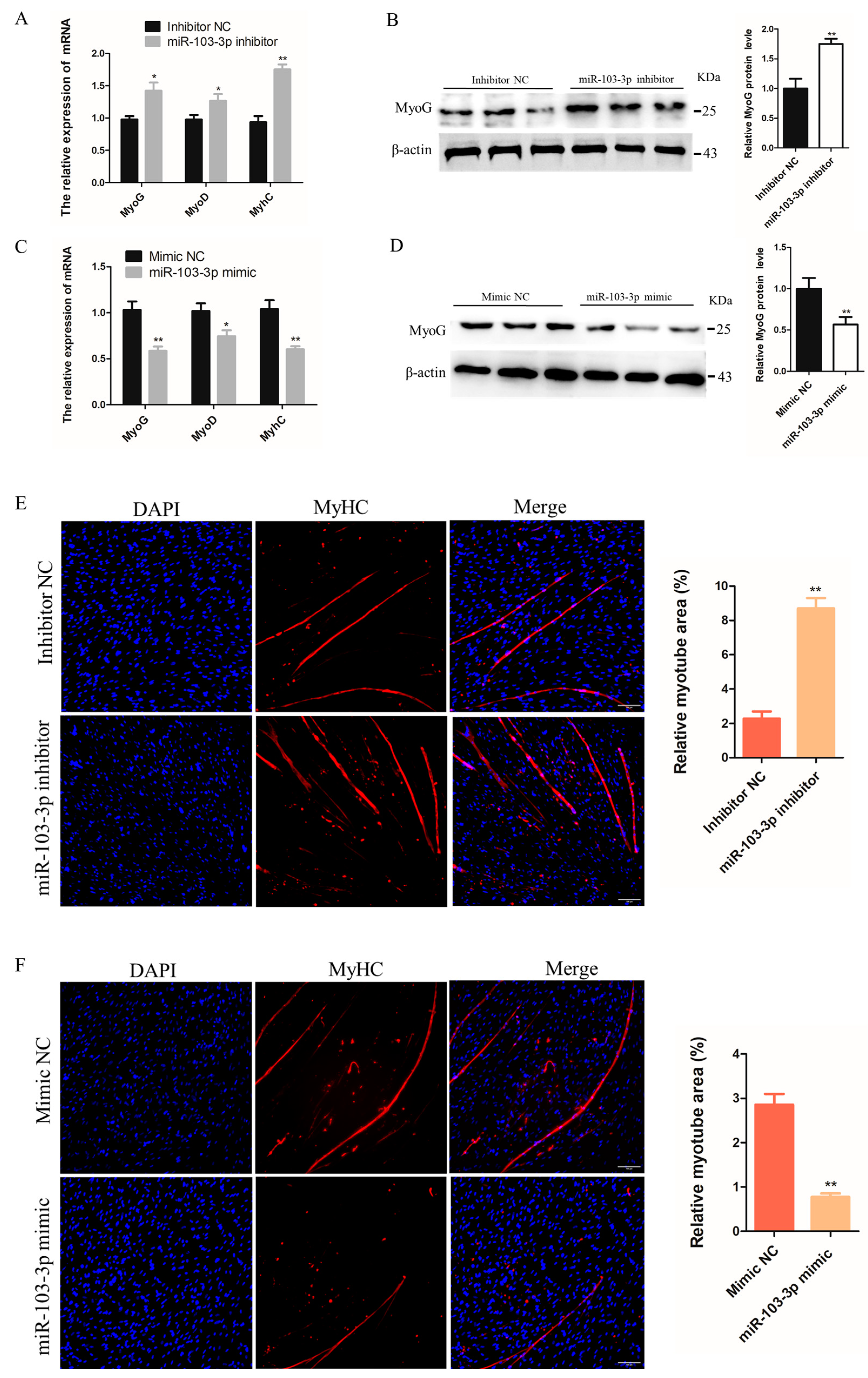 Ijms 24 04130 g002 Ijms 24 04130 g002
