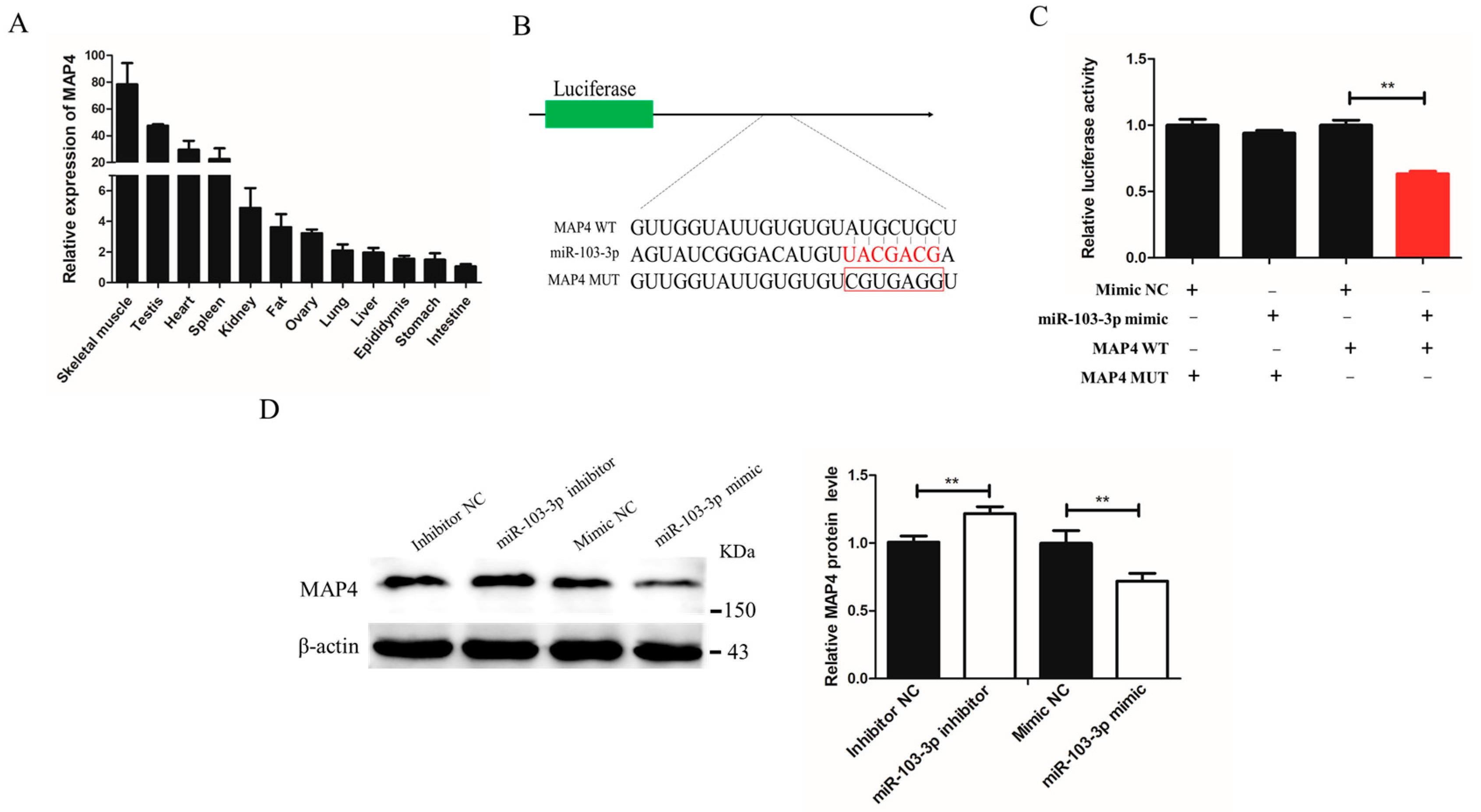 Ijms 24 04130 g004 Ijms 24 04130 g004