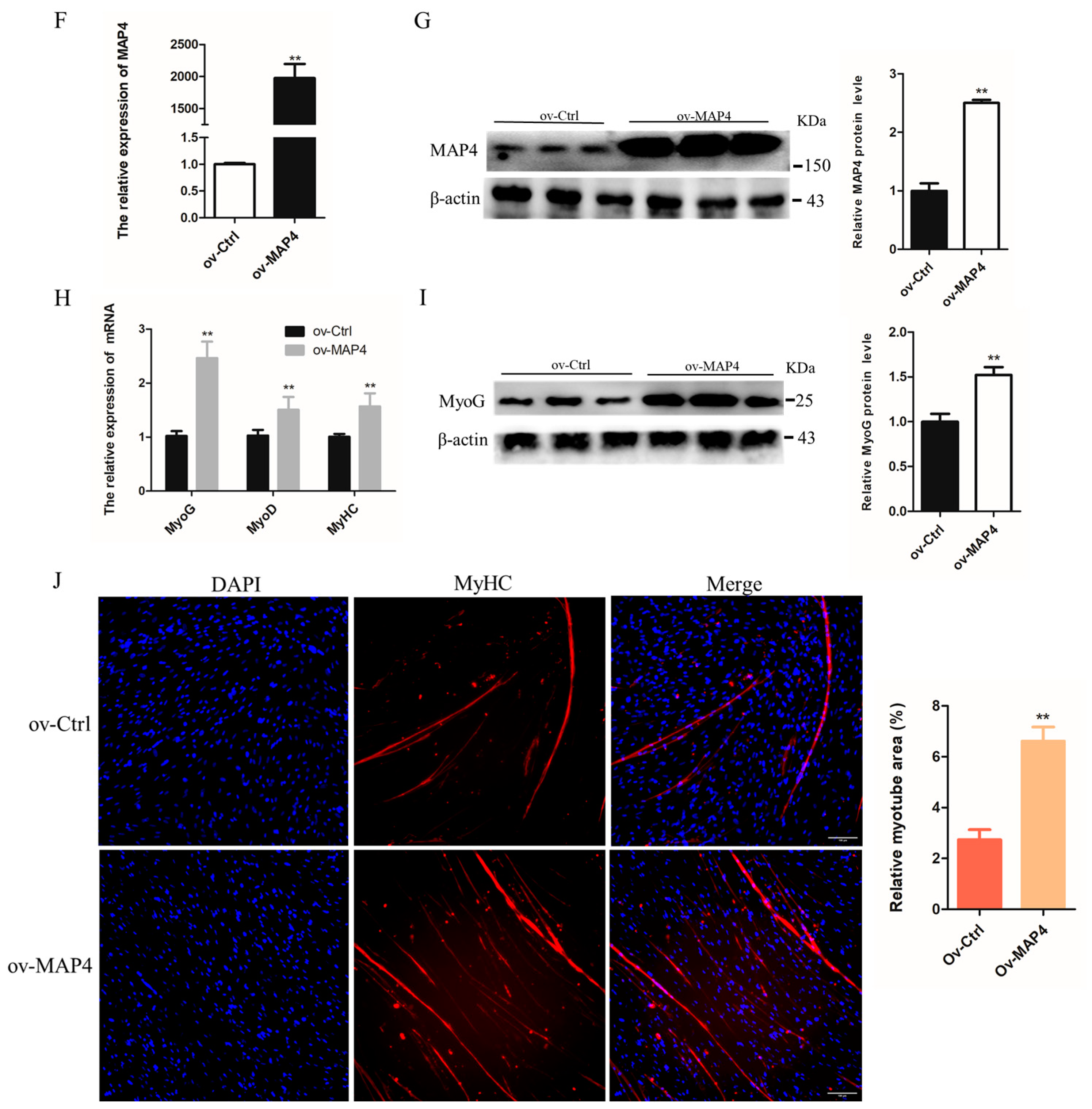 Ijms 24 04130 g005b Ijms 24 04130 g005b