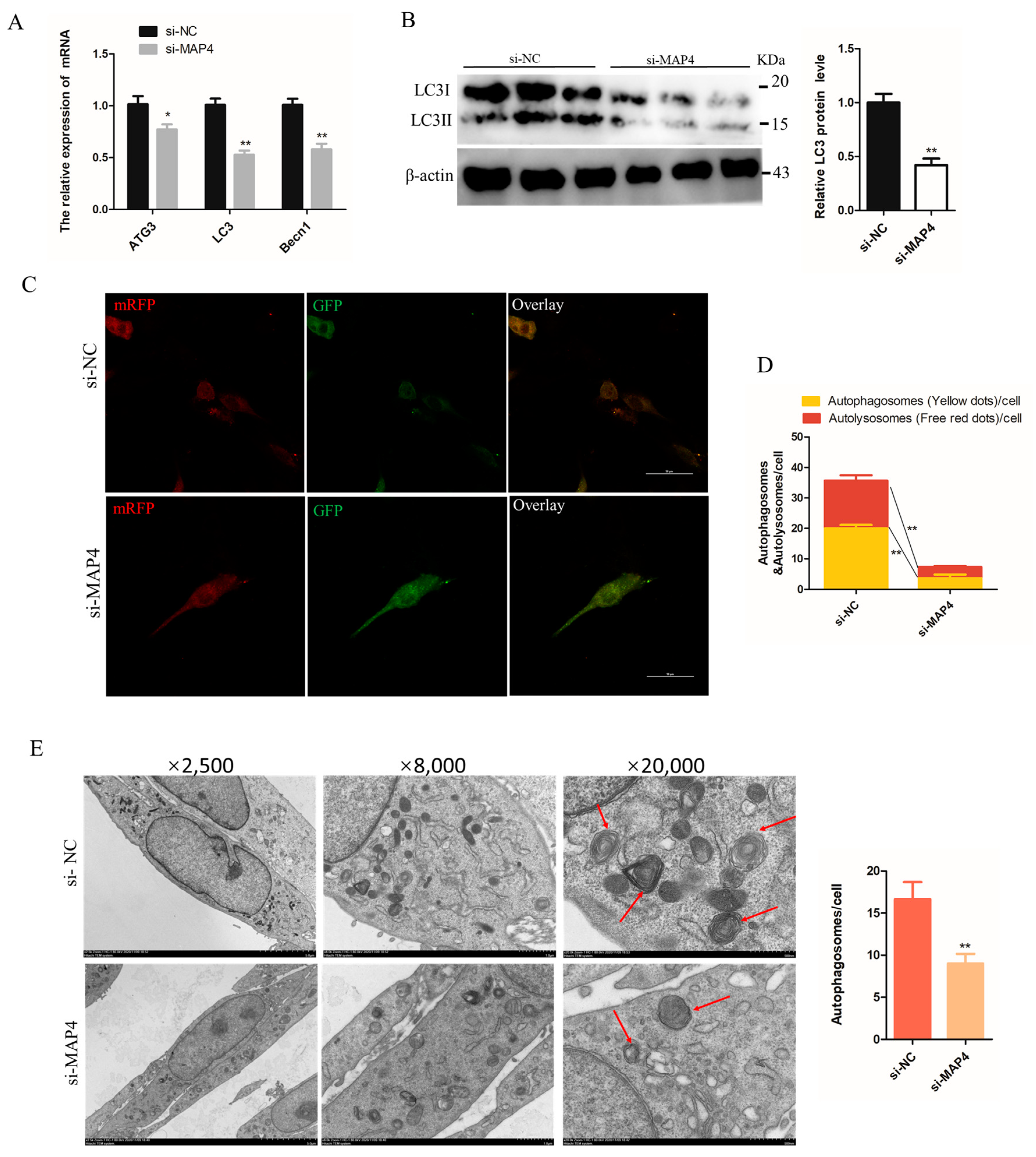Ijms 24 04130 g006a Ijms 24 04130 g006a