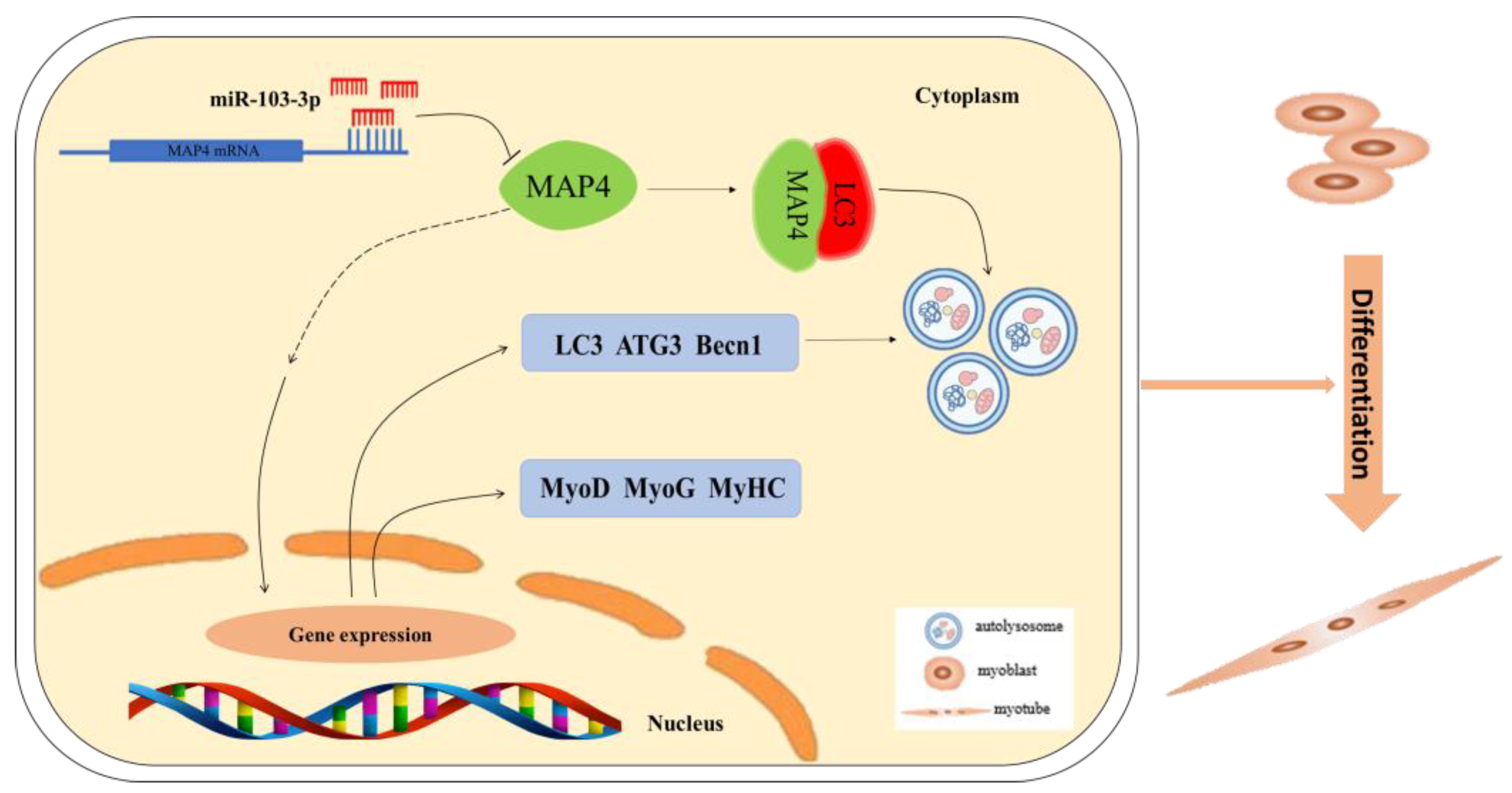 Ijms 24 04130 g008 Ijms 24 04130 g008