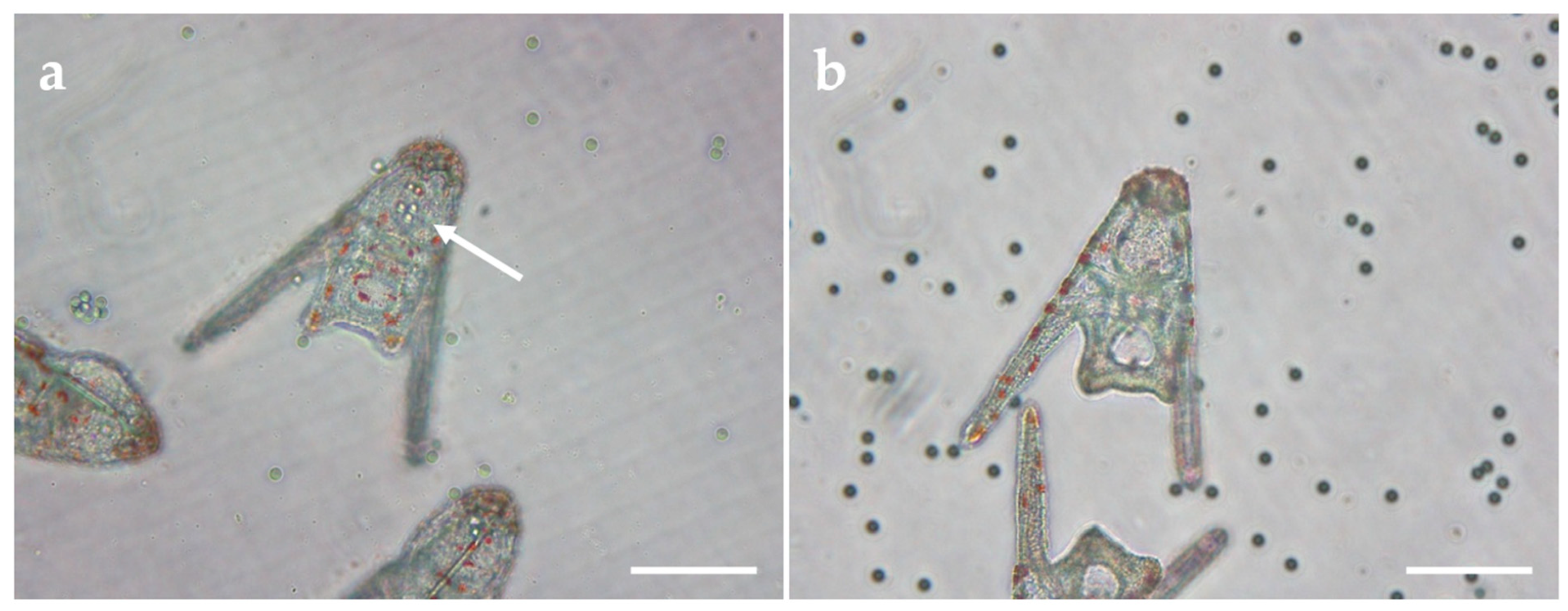 Ijms 24 04136 g006 Ijms 24 04136 g006