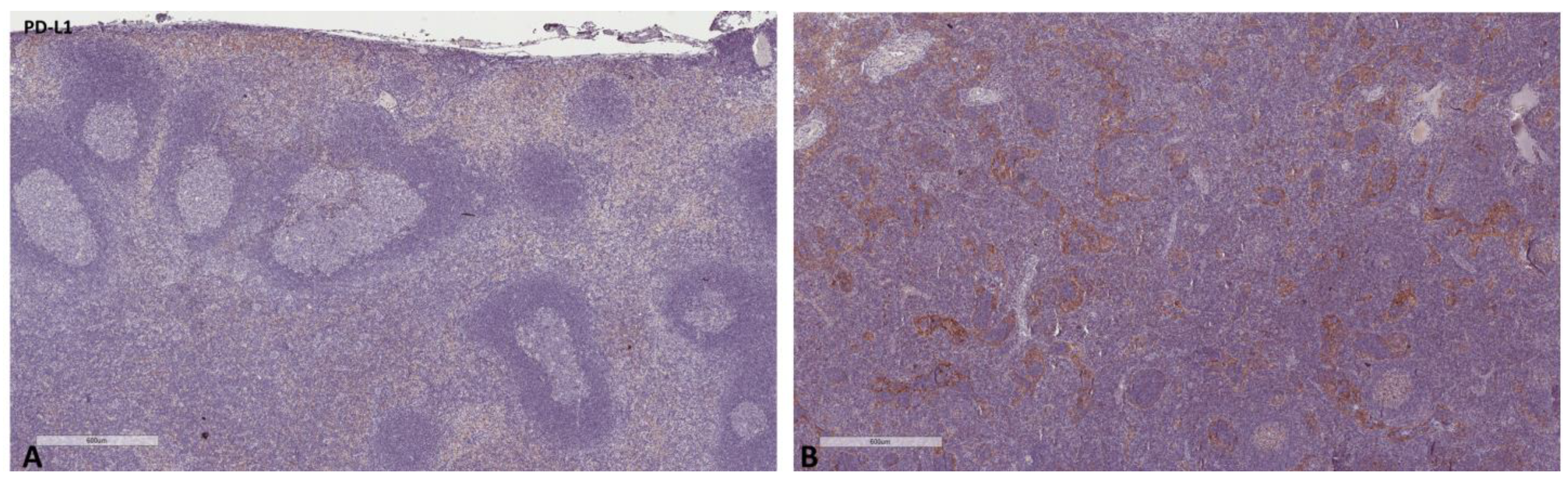 Ijms 24 04171 g004 Ijms 24 04171 g004