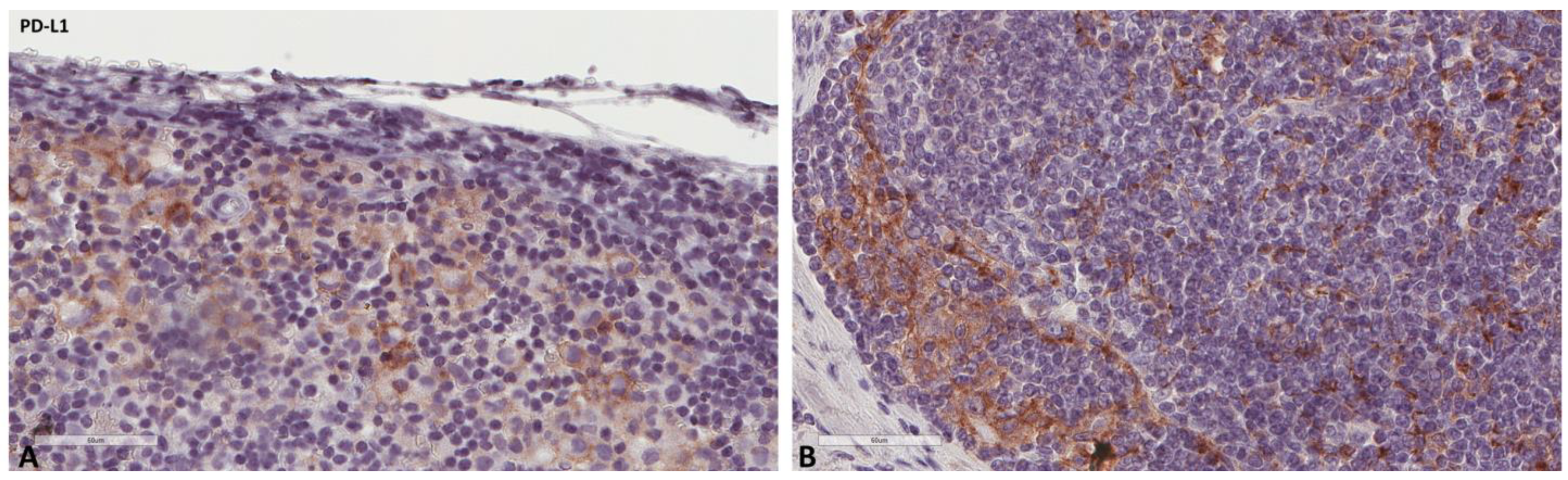 Ijms 24 04171 g005 Ijms 24 04171 g005