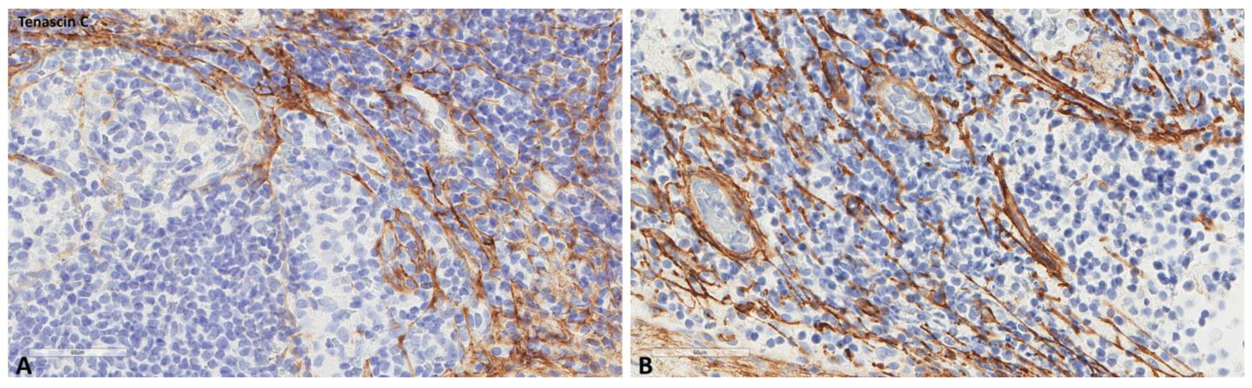 Ijms 24 04171 g007 Ijms 24 04171 g007