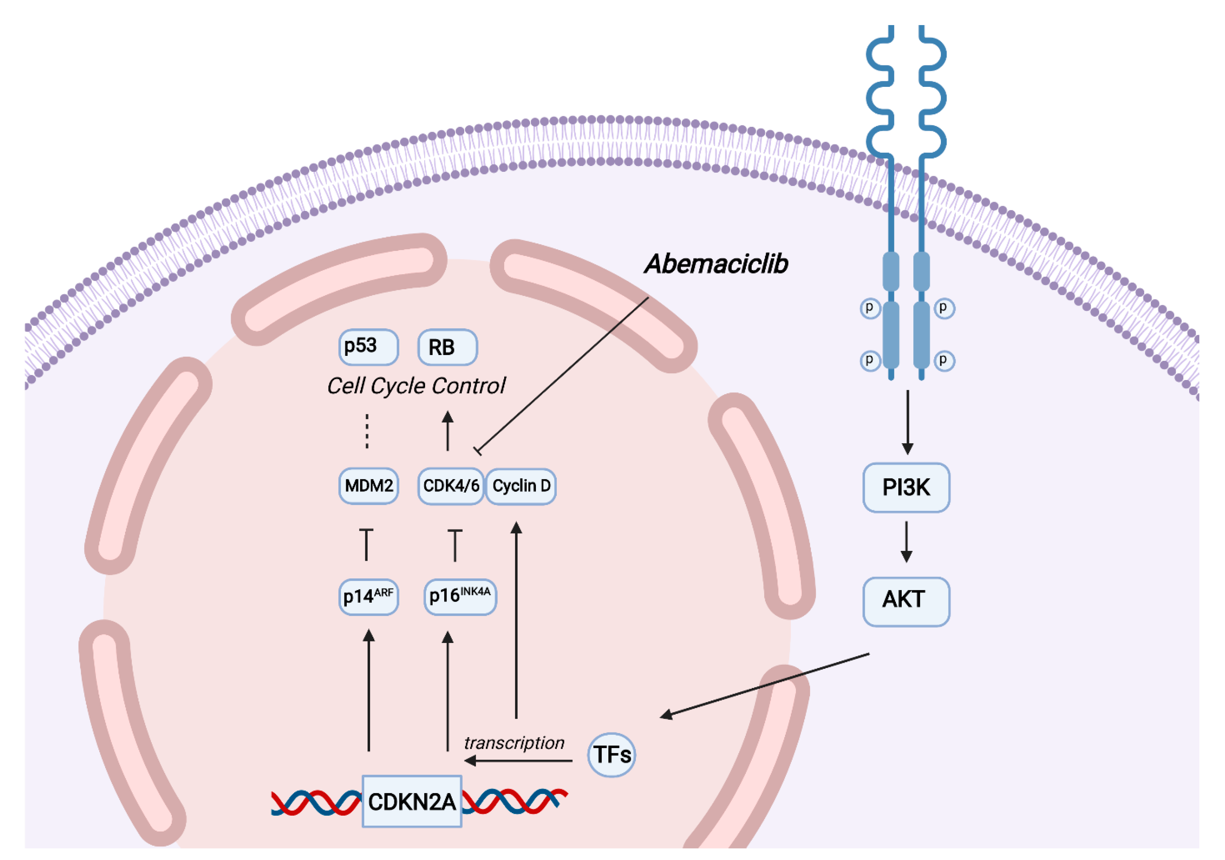 Ijms 24 04209 g005 Ijms 24 04209 g005