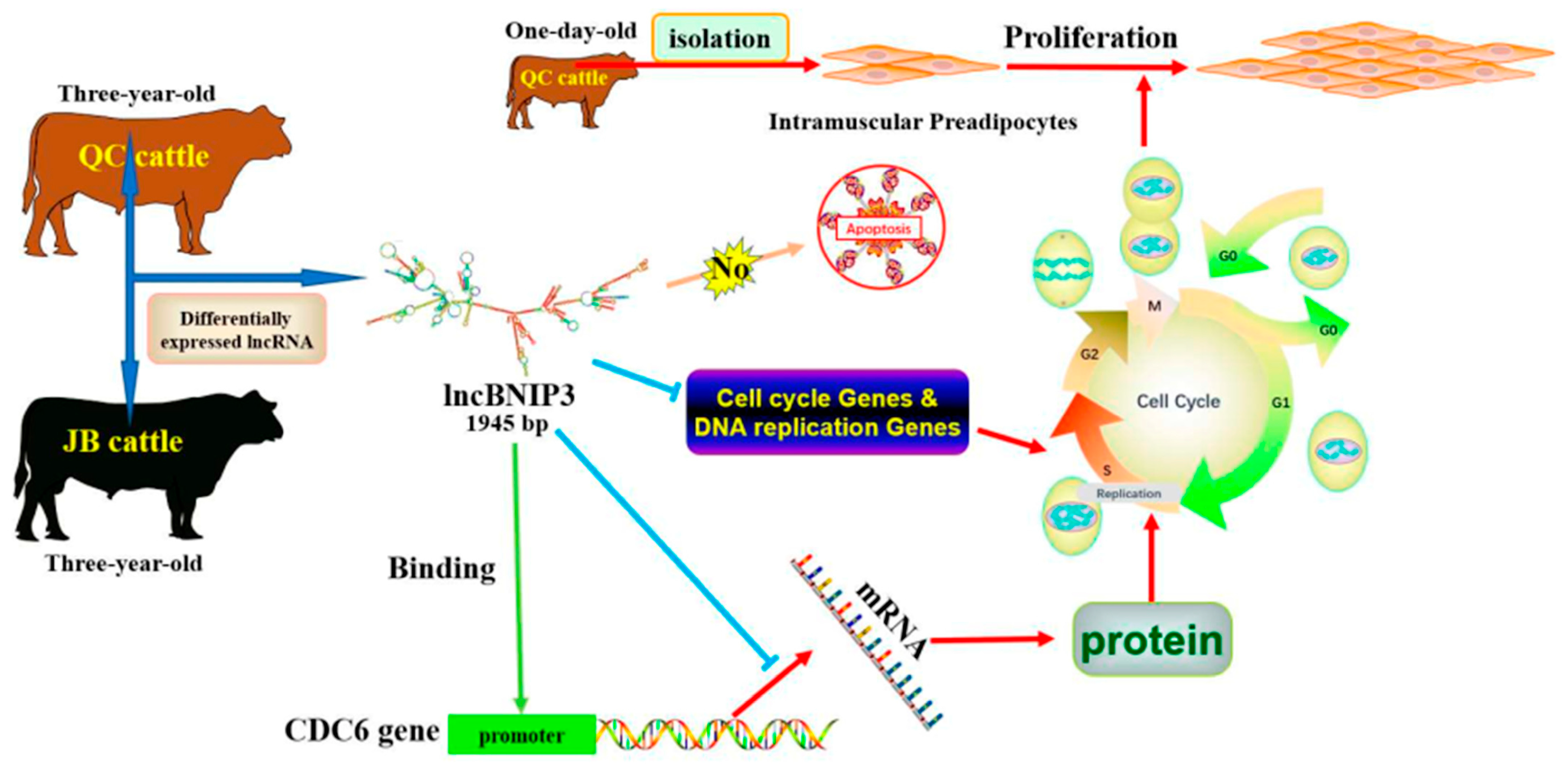 Ijms 24 04234 g008 Ijms 24 04234 g008