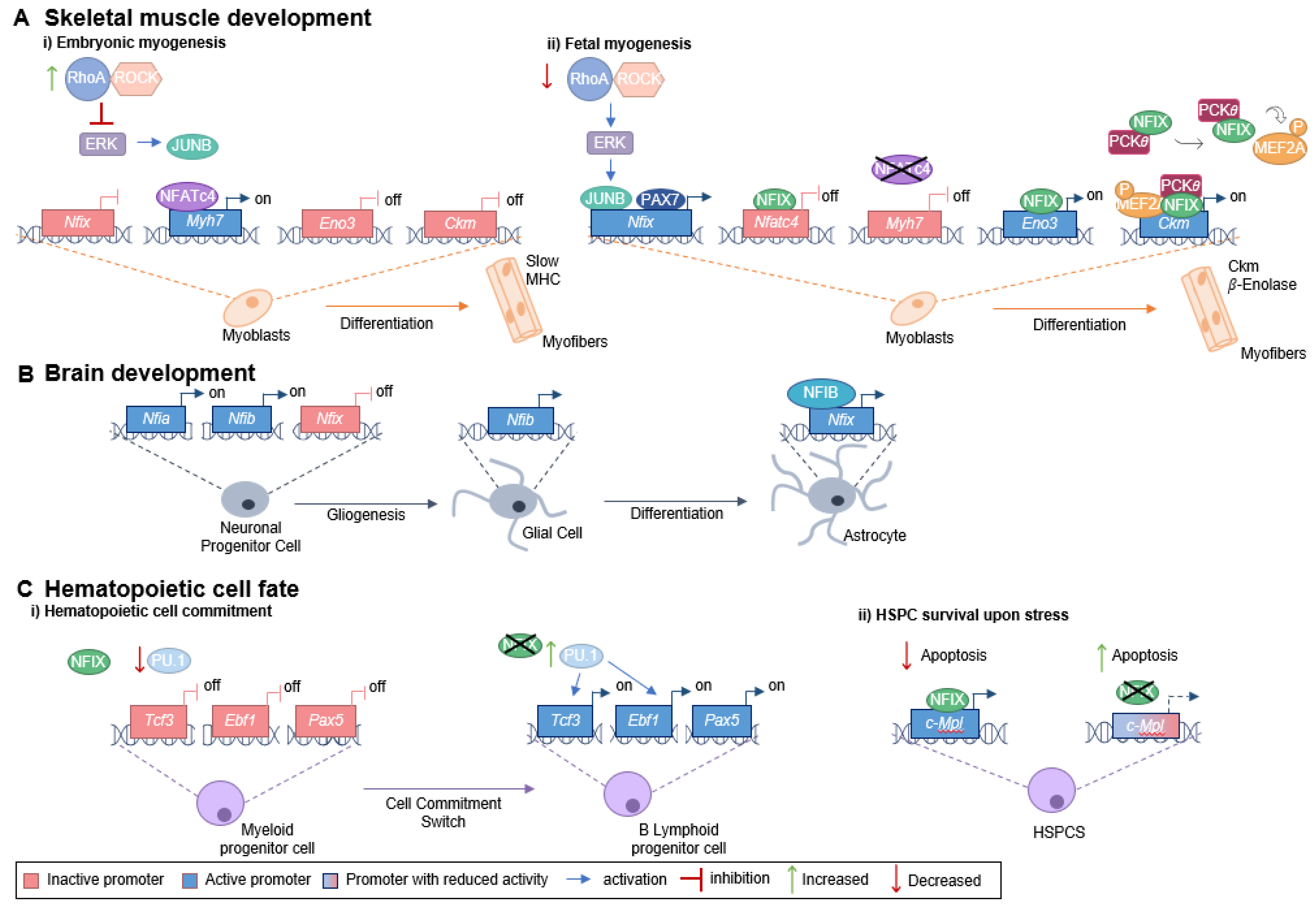 Ijms 24 04293 g001 Ijms 24 04293 g001