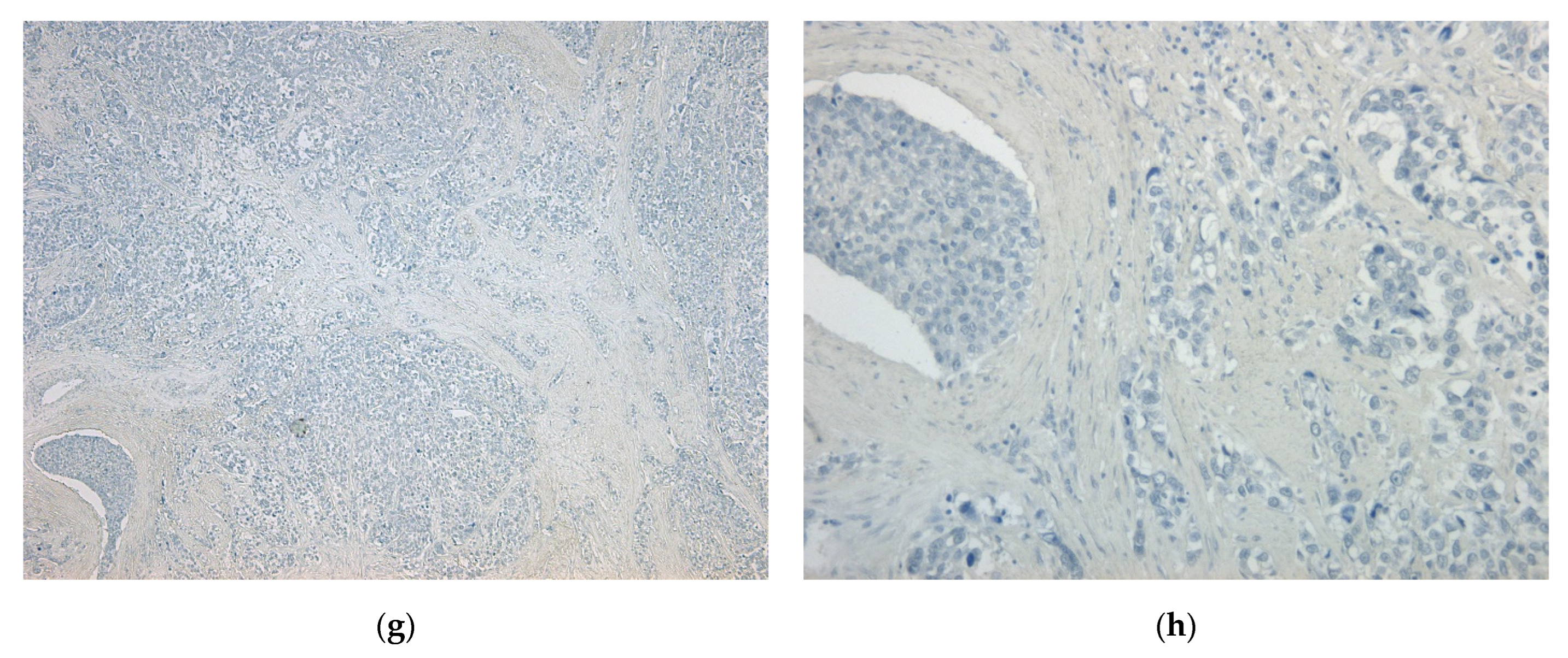 Ijms 24 04325 g001b Ijms 24 04325 g001b