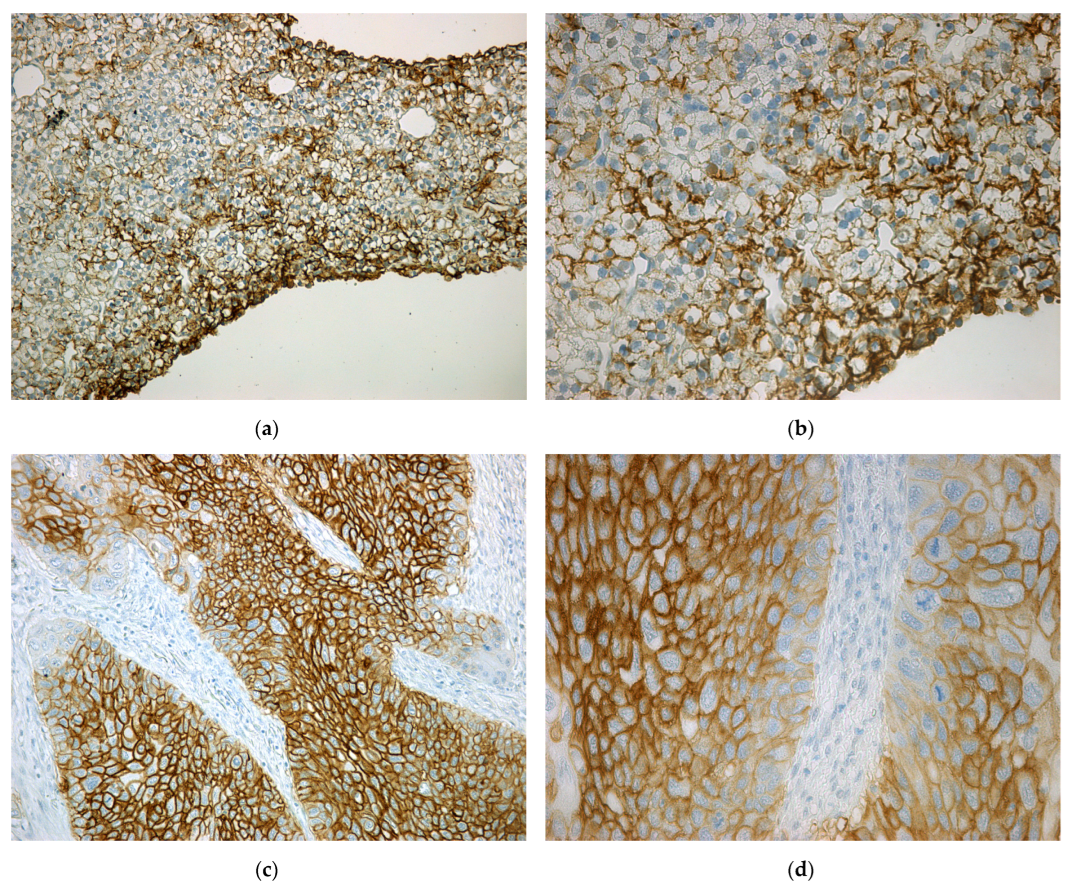 Ijms 24 04325 g0a1a Ijms 24 04325 g0a1a