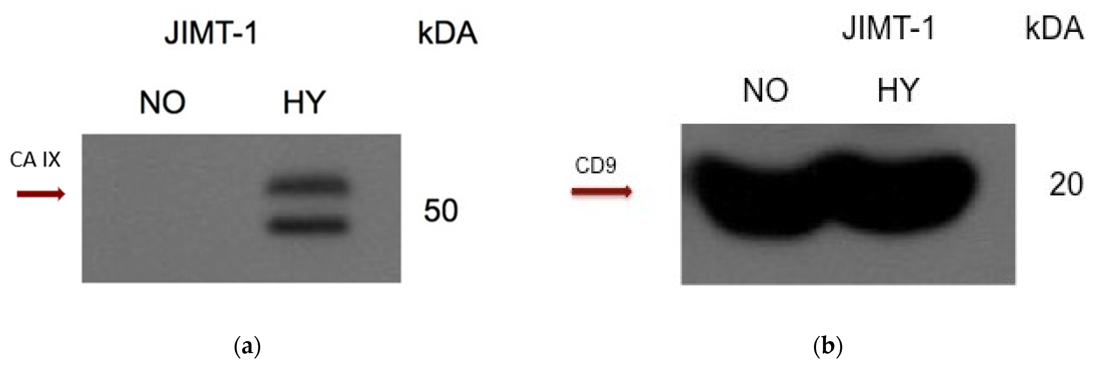 Ijms 24 04325 g0a4 Ijms 24 04325 g0a4