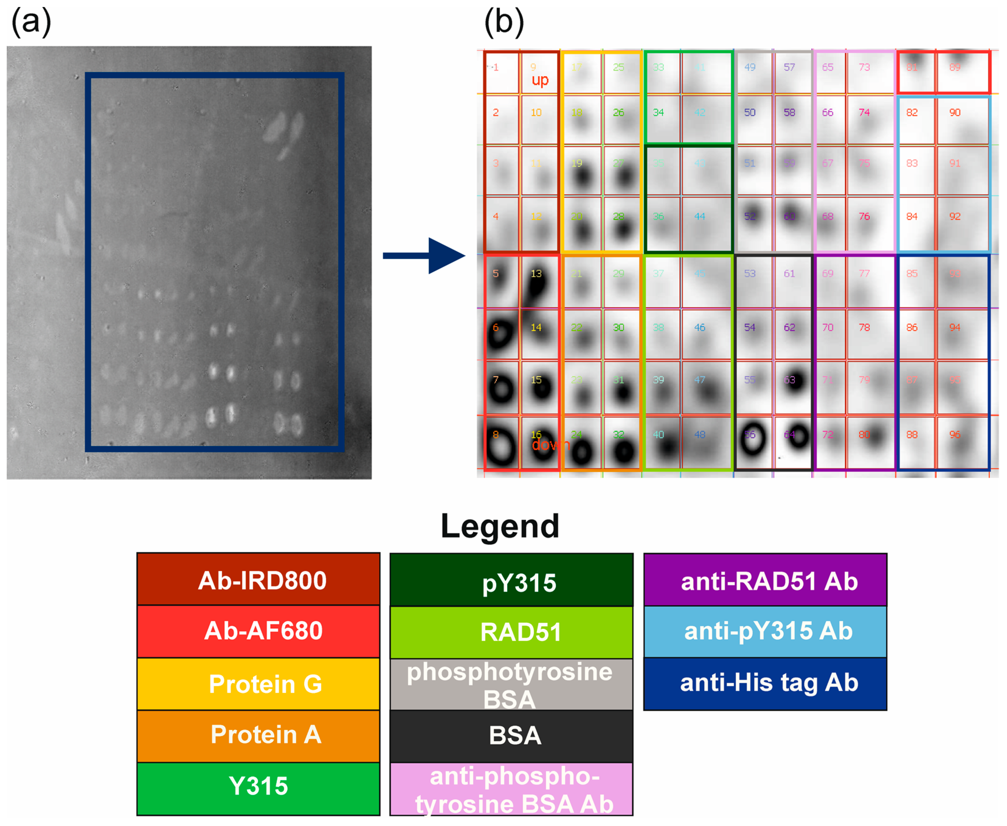 Ijms 24 04347 g002 Ijms 24 04347 g002
