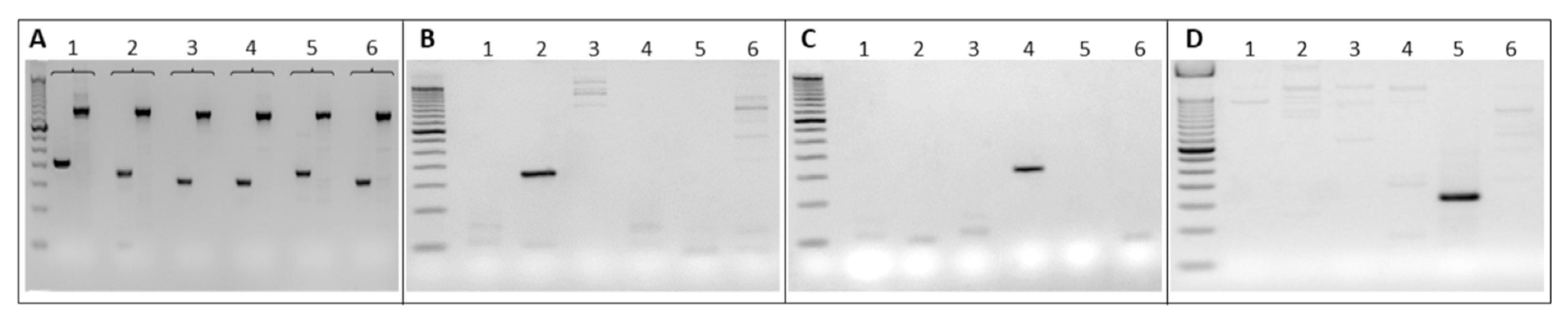 Ijms 24 04368 g002 Ijms 24 04368 g002