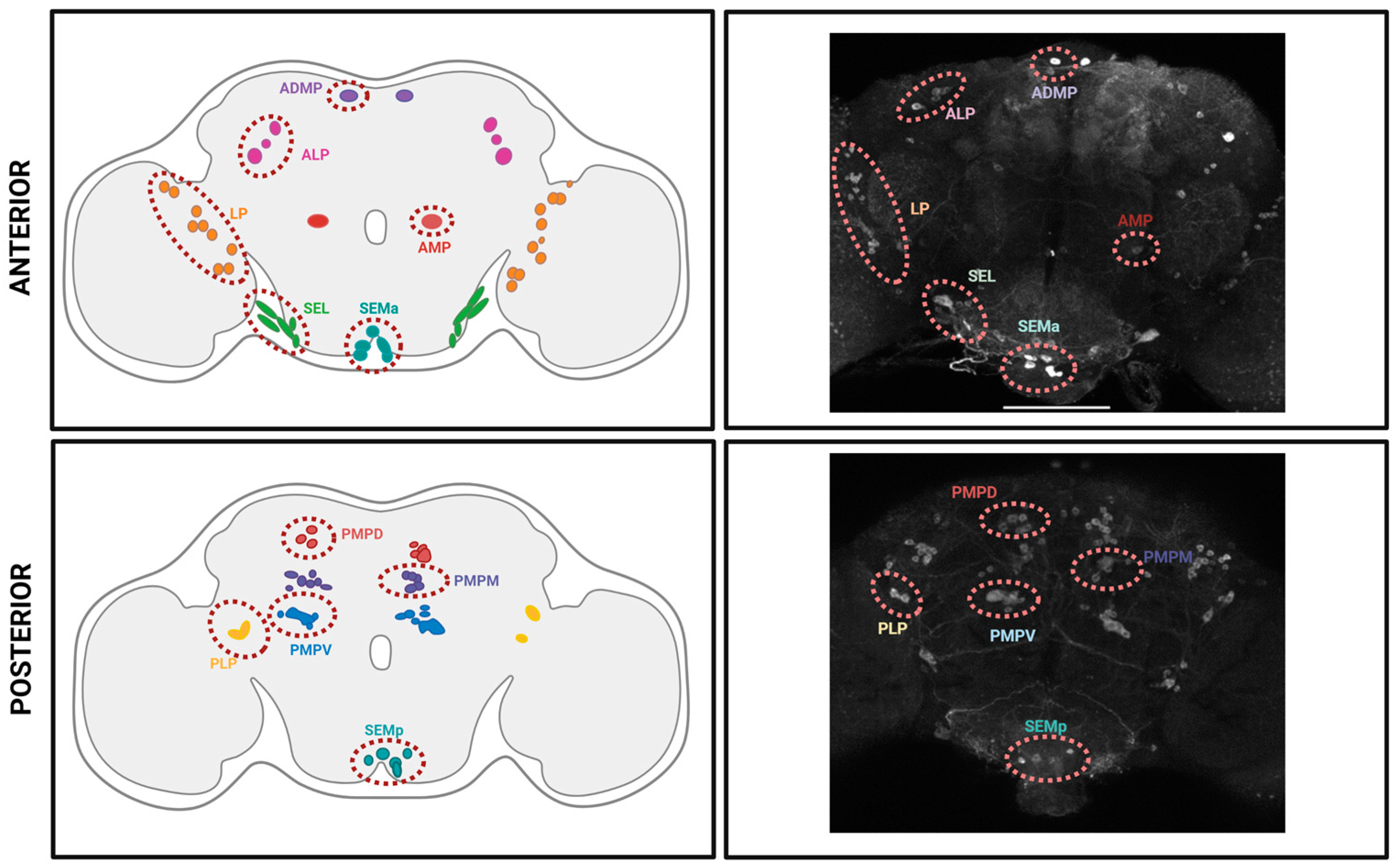 Ijms 24 04407 g002 Ijms 24 04407 g002