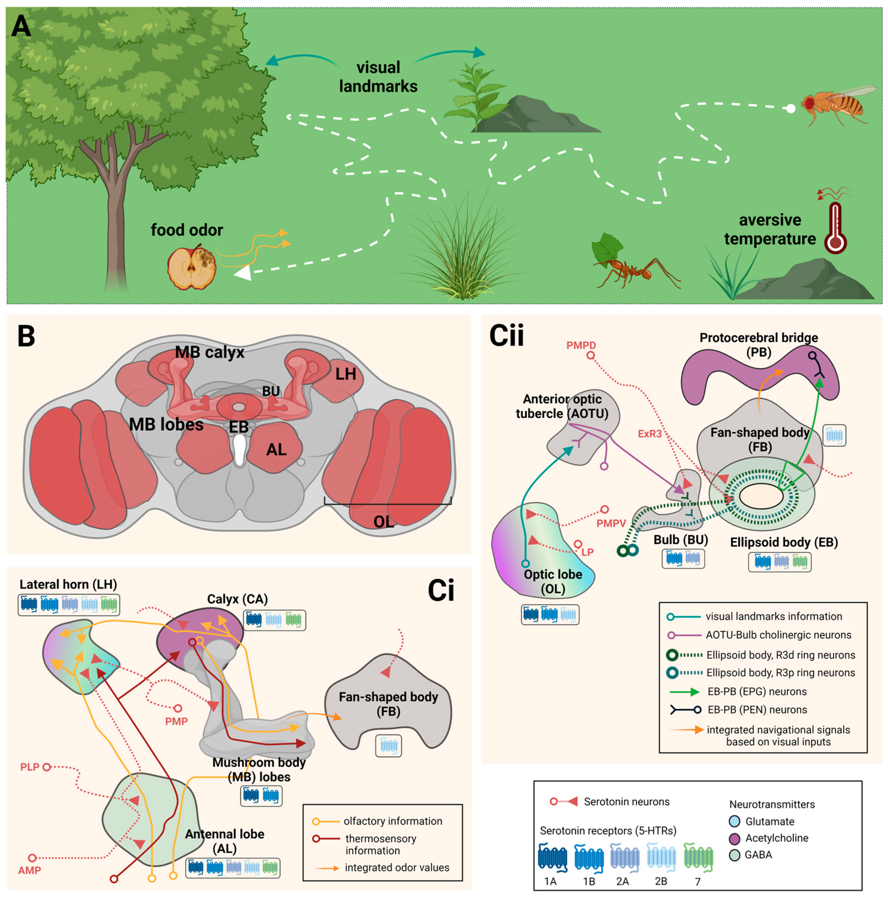Ijms 24 04407 g003 Ijms 24 04407 g003