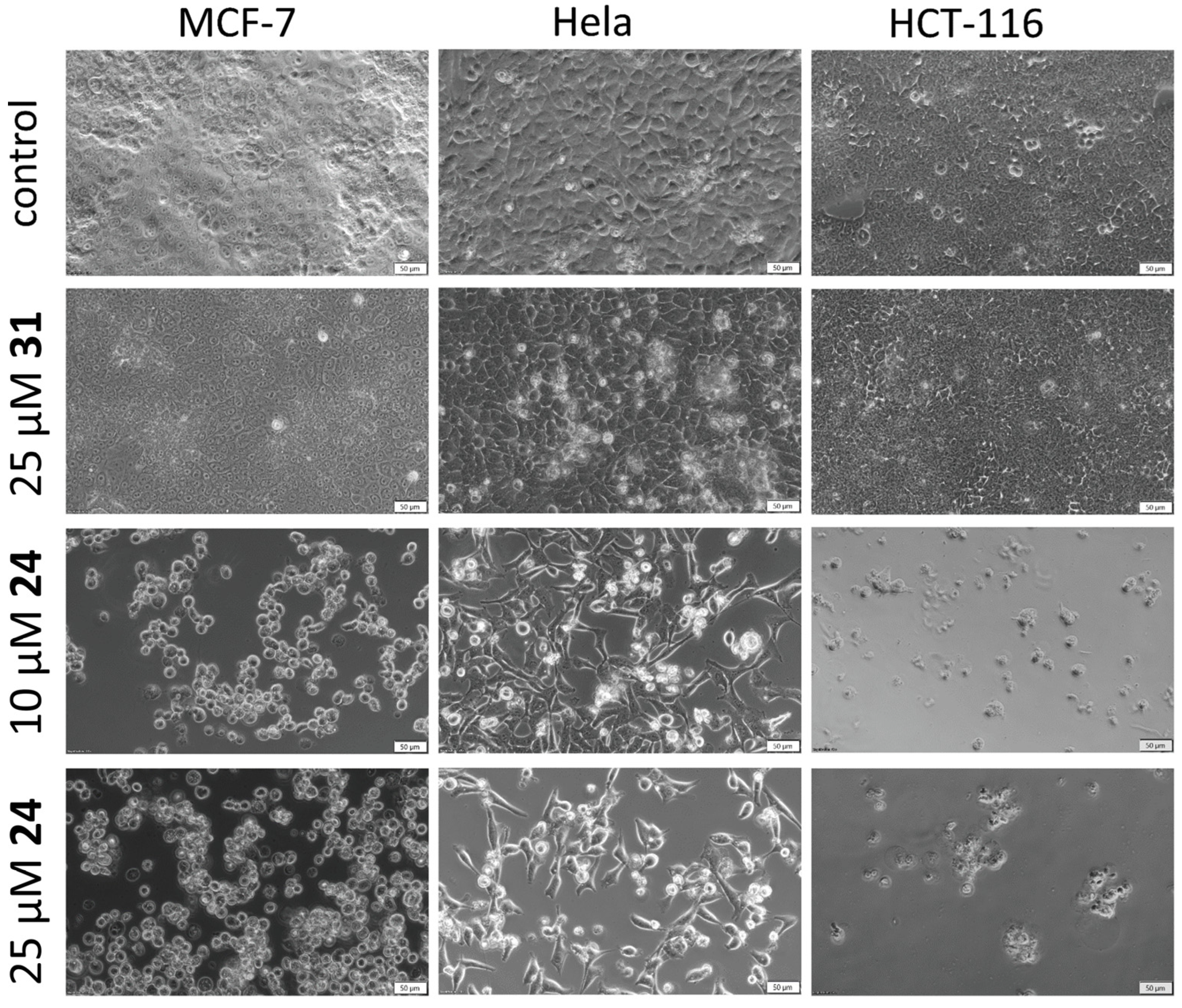 Ijms 24 04436 g007 Ijms 24 04436 g007