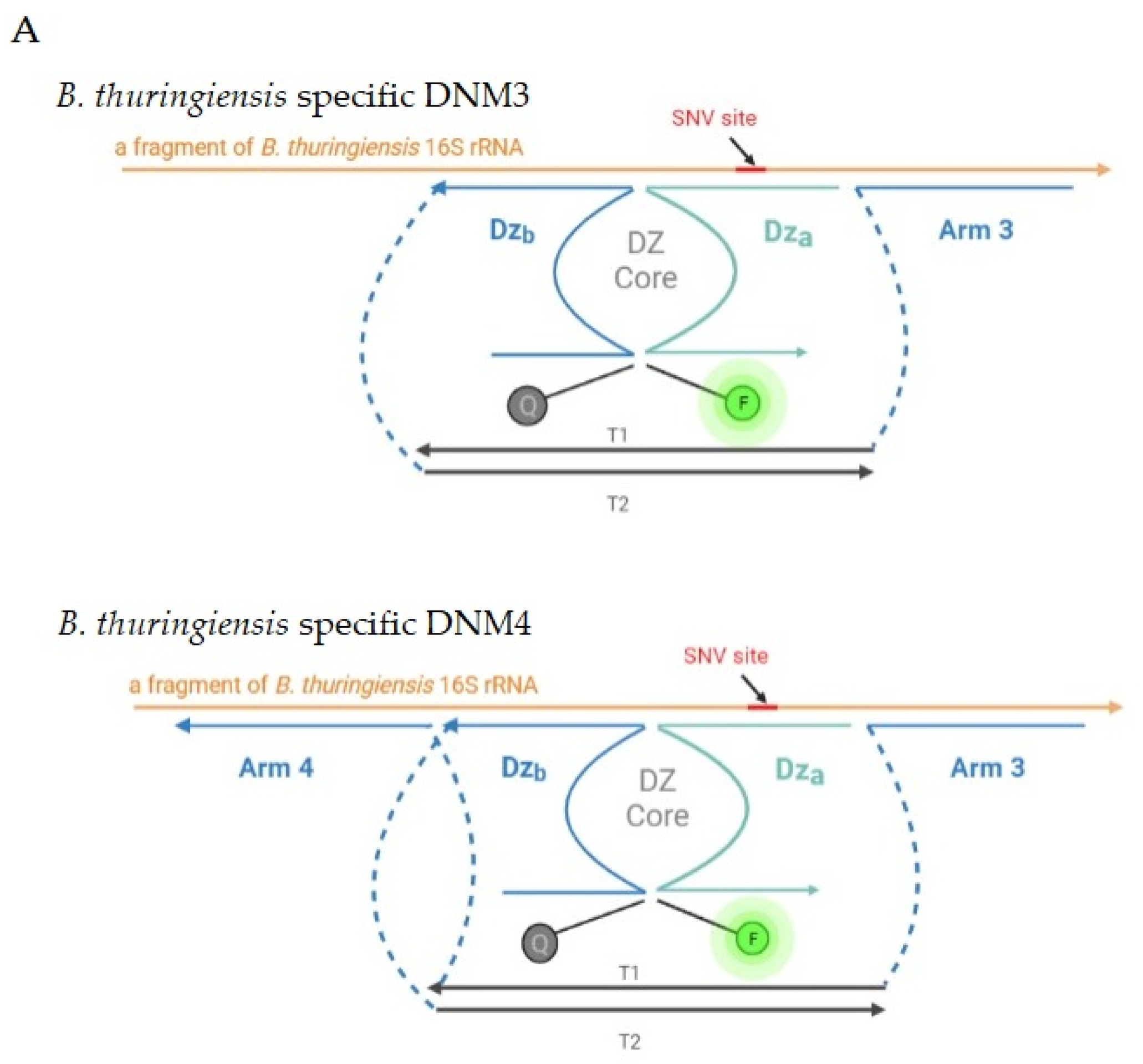 Ijms 24 04473 g002a Ijms 24 04473 g002a